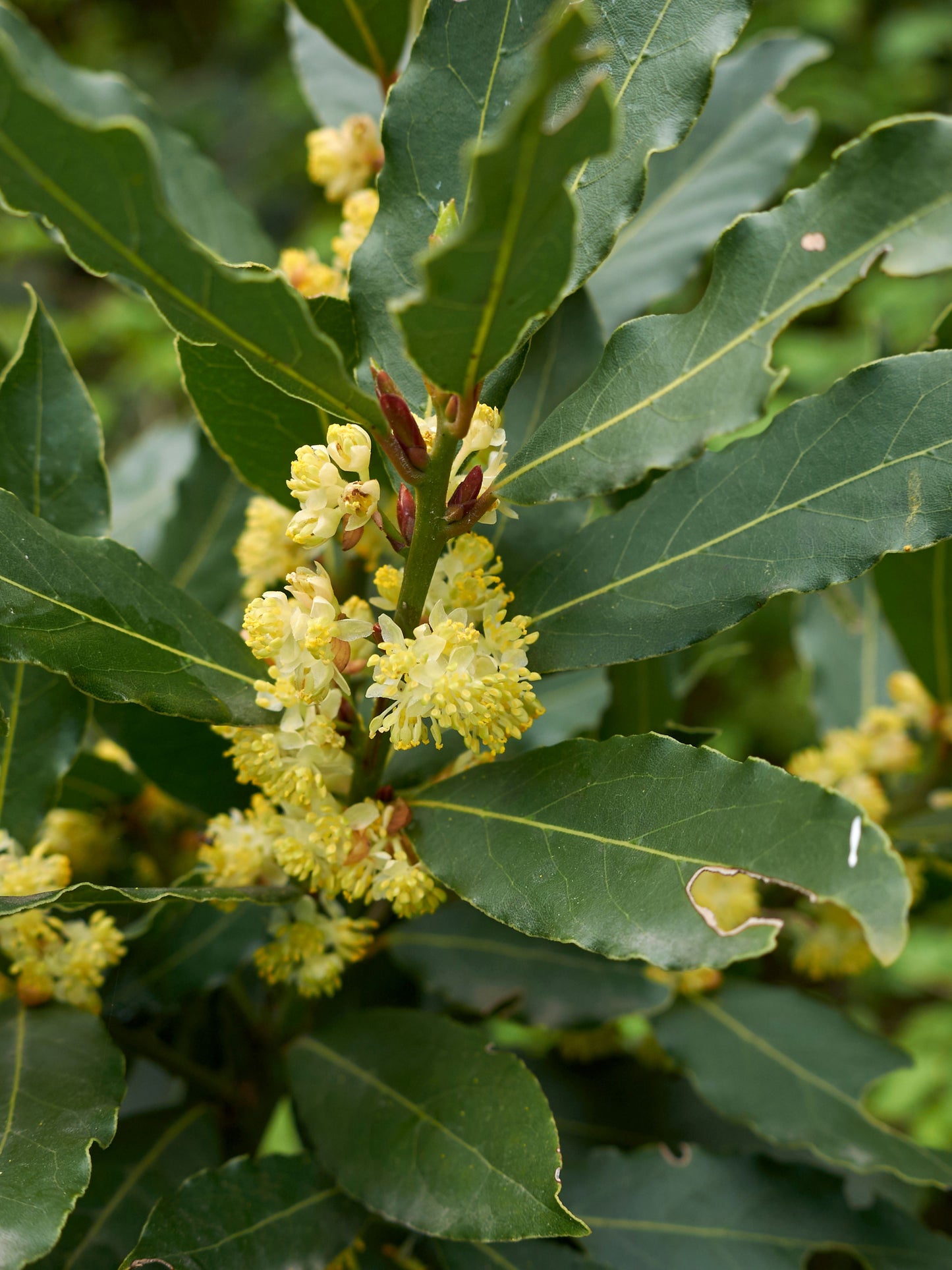 Close-up of flower