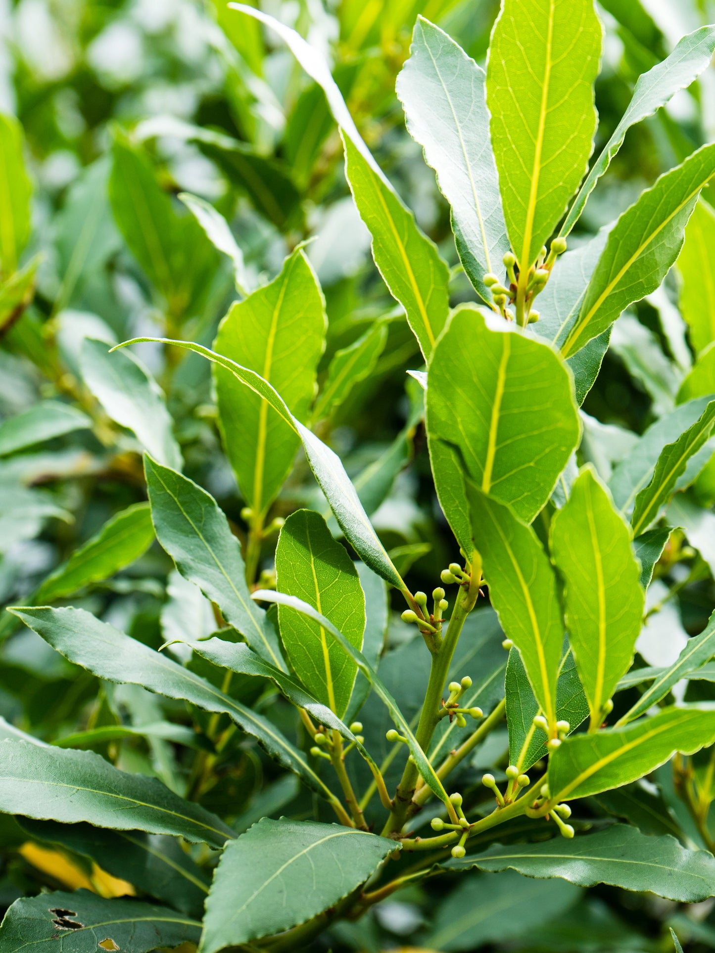 Close-up of foliage