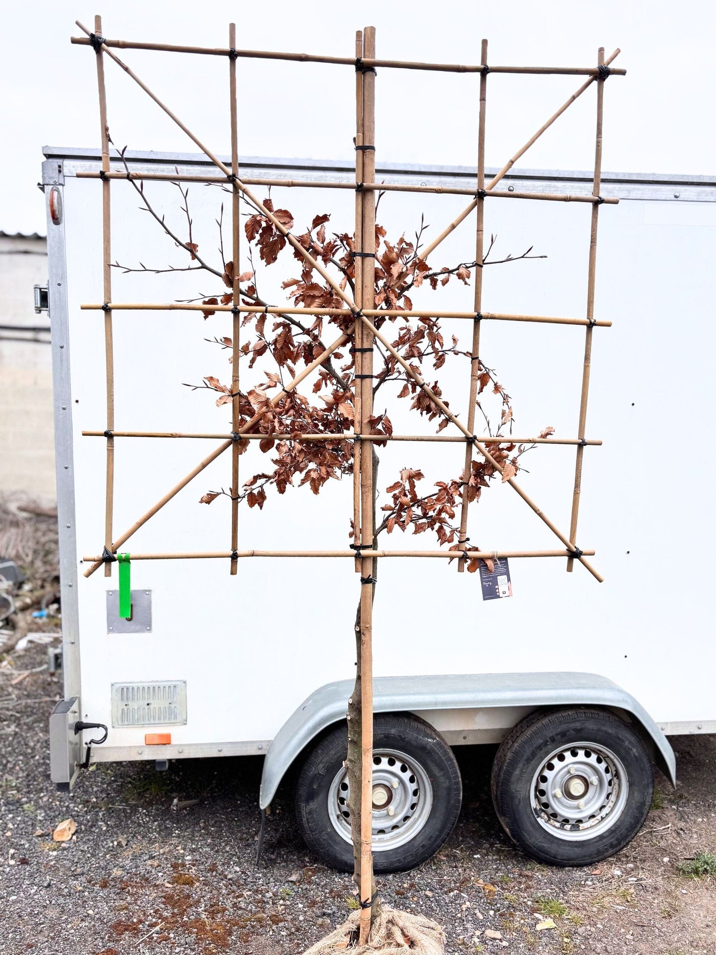 100cm / 12-14cm / 120x120cm / Freshly Pleached / January