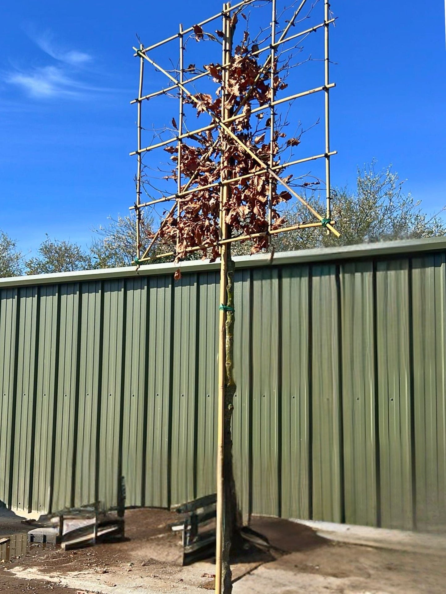 180cm / 12-14cm / 120x120cm / Freshly pleached / March