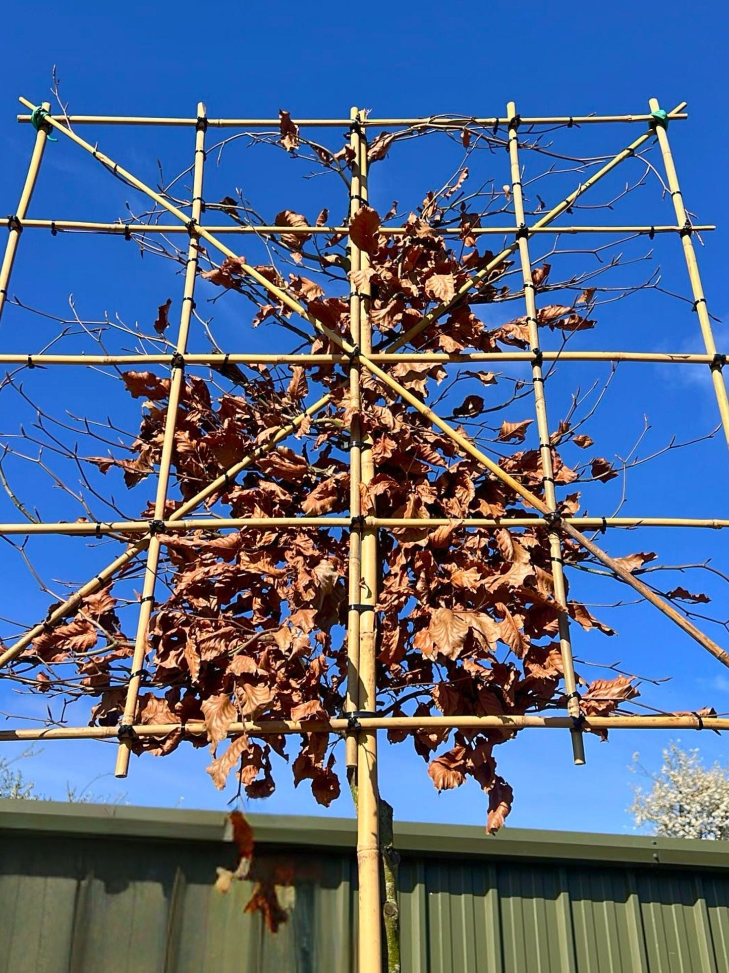 12-14cm / 120x120cm / Freshly pleached / March
