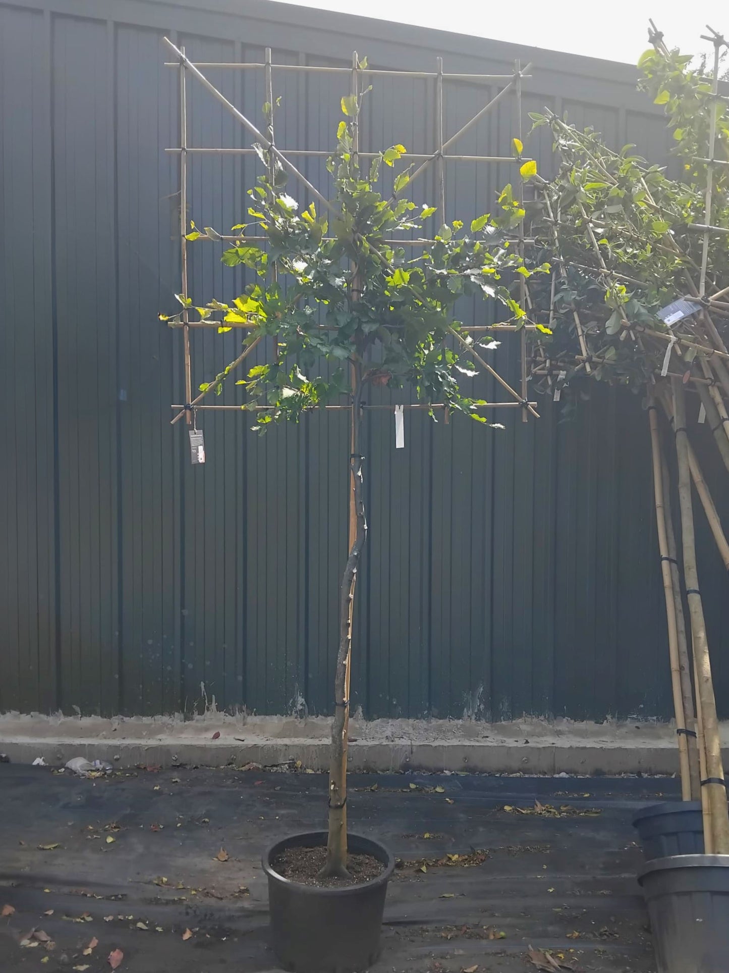 150cm / 12-14cm / 120x120cm / Freshly pleached / June