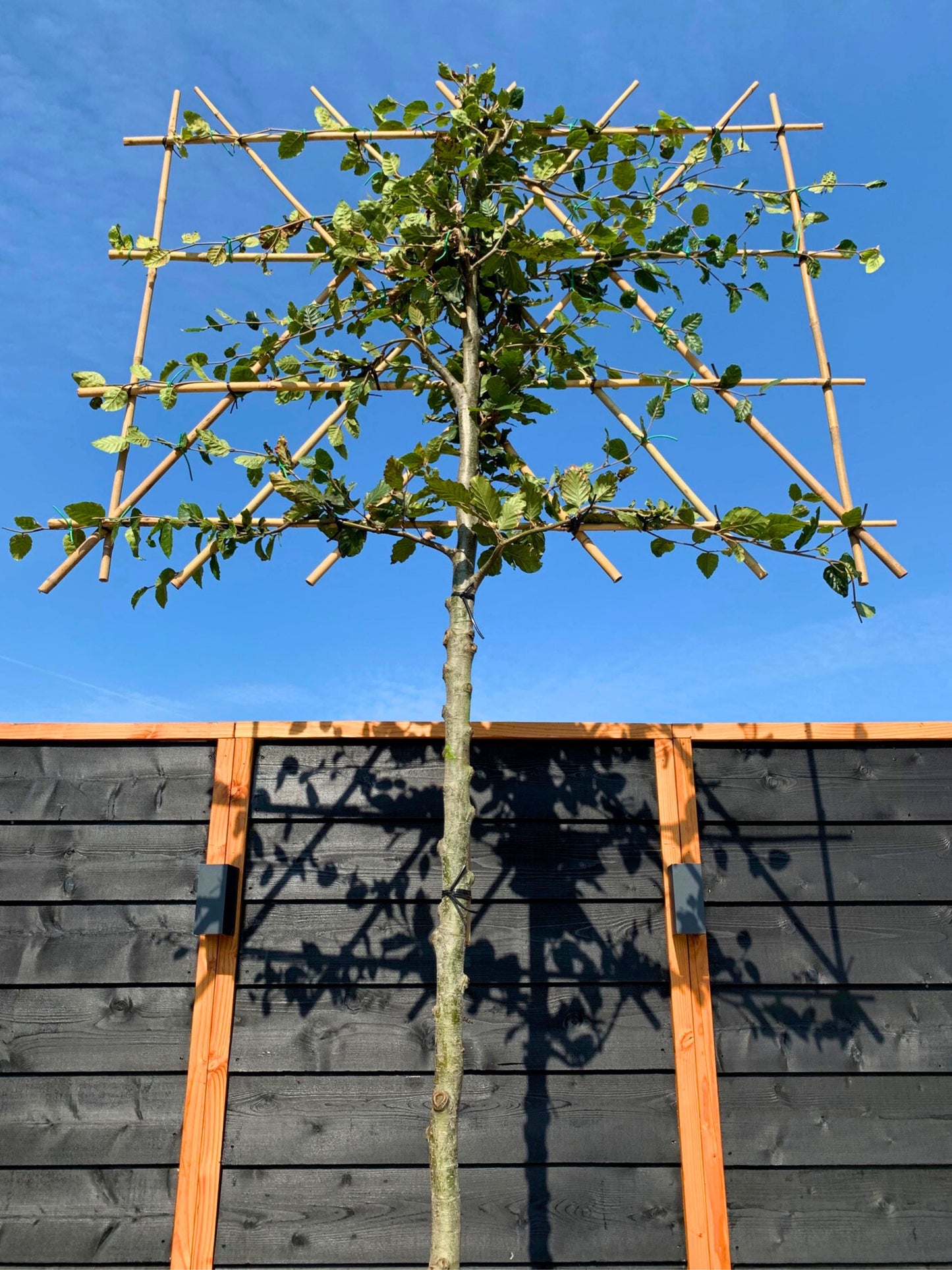 12-14cm / 120x120cm / With growth / June