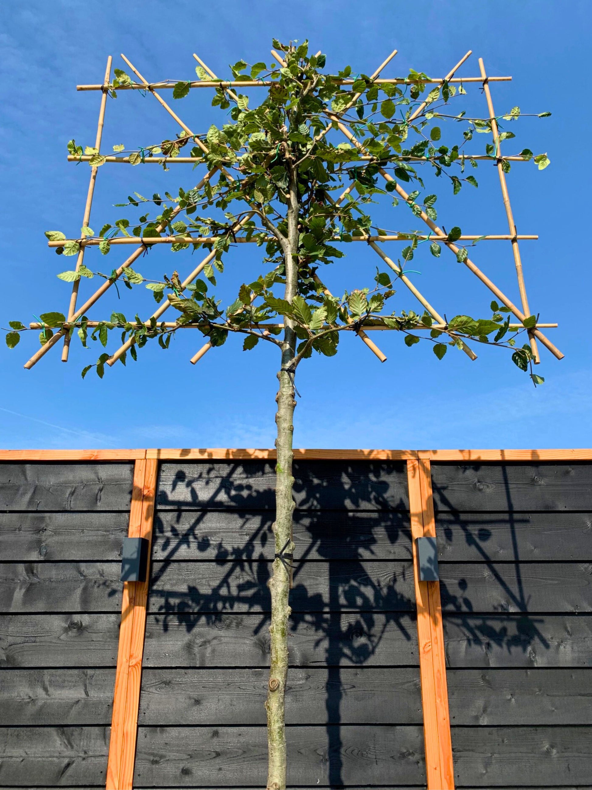 12-14cm / 120x120cm / With growth / June