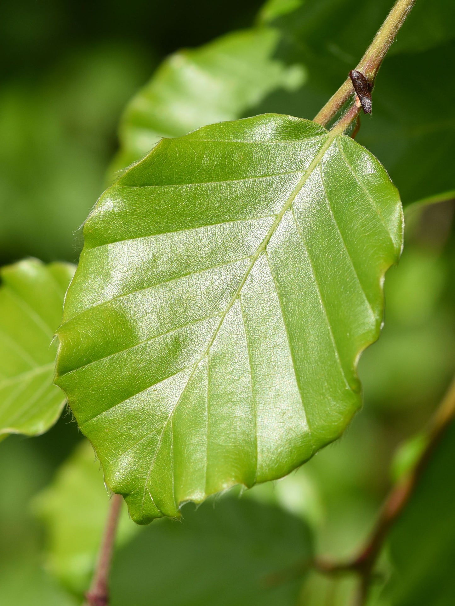 Close-up of foliage in May