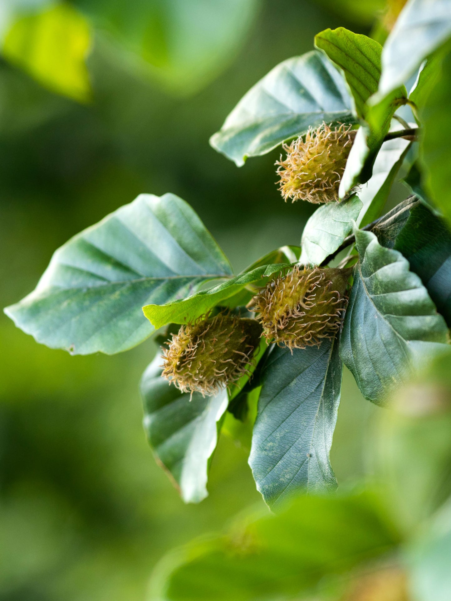 Close-up of foliage in June