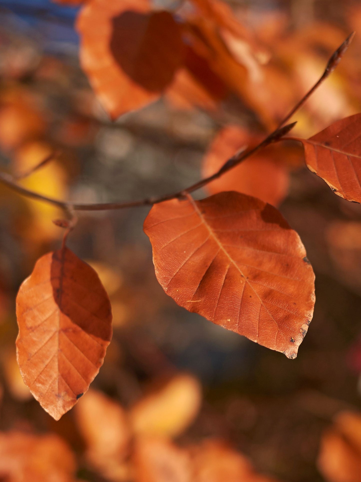 Close-up of foliage in October