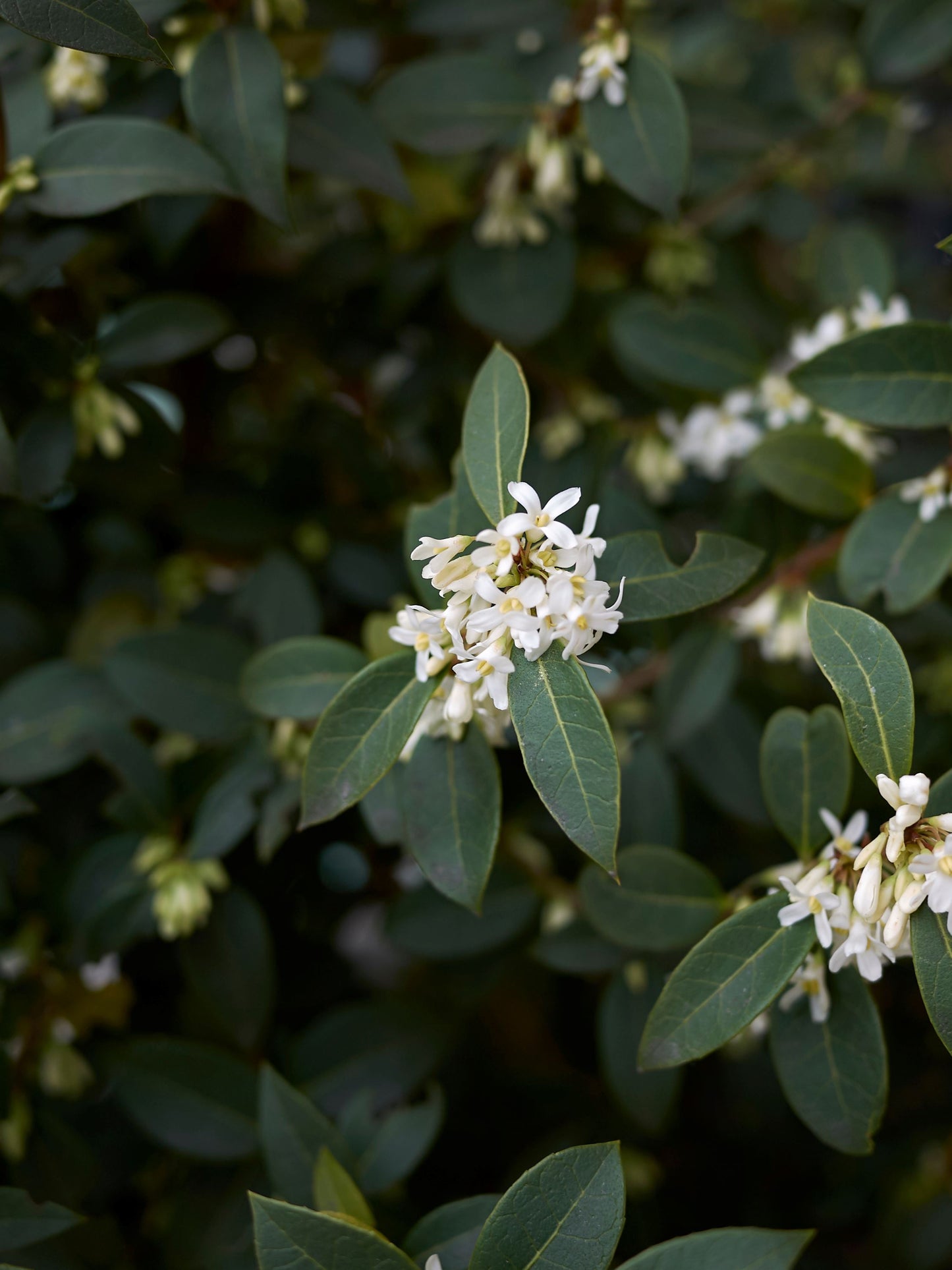 Burkwood Osmanthus | 50-70cm