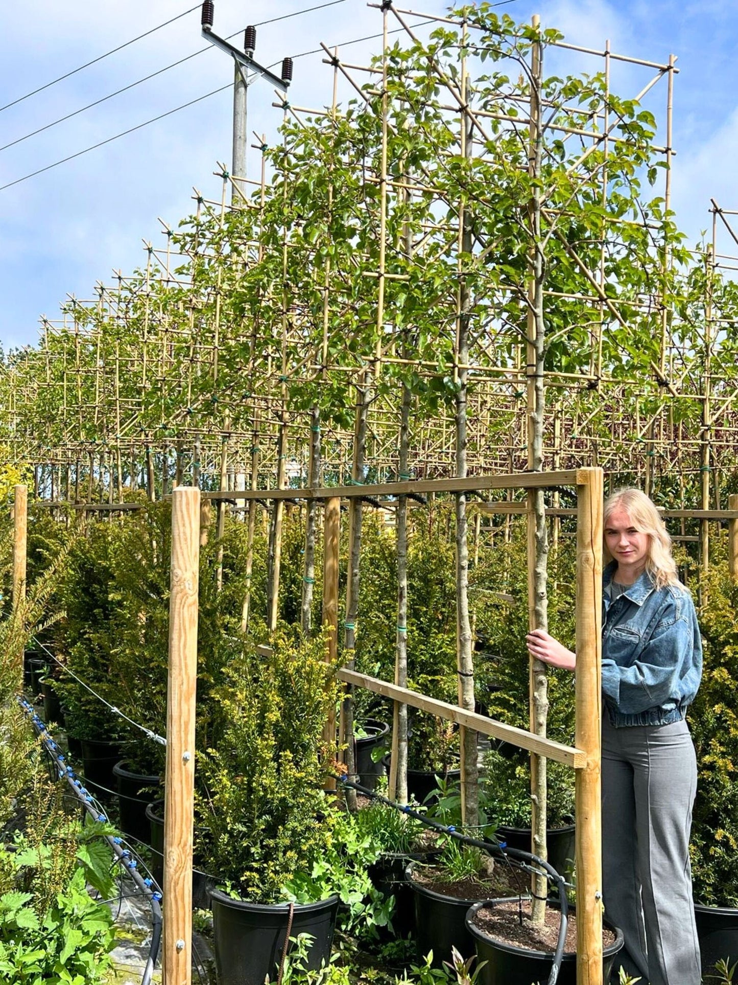 180cm / 14-16cm / 120x120cm / Freshly pleached / May