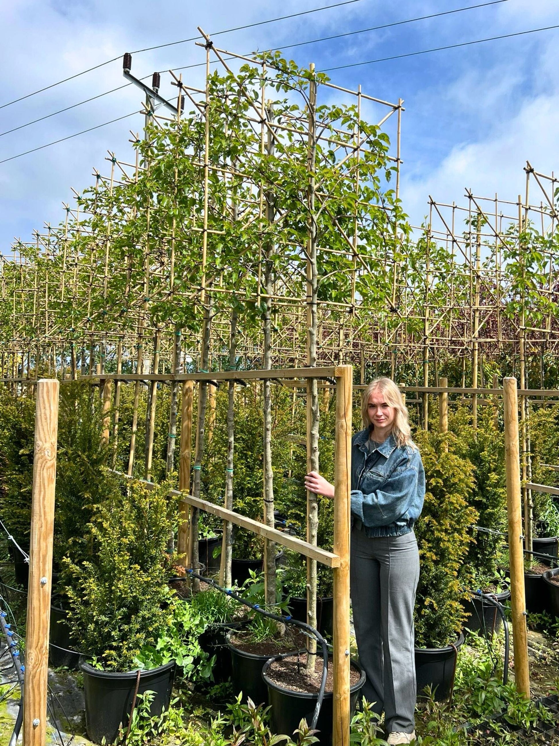 14-16cm / 120x120cm / Freshly pleached / May