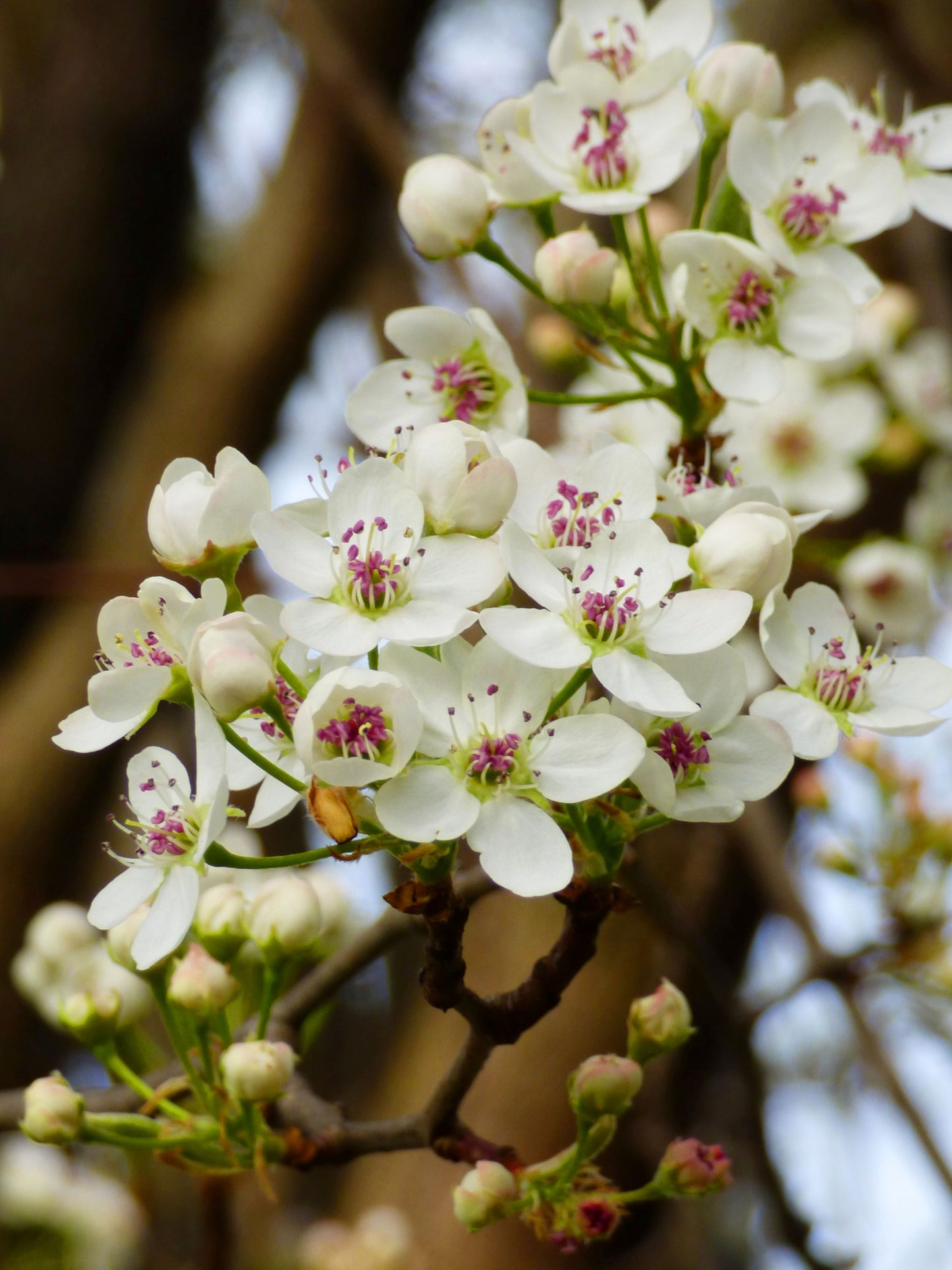 Close-up of flower