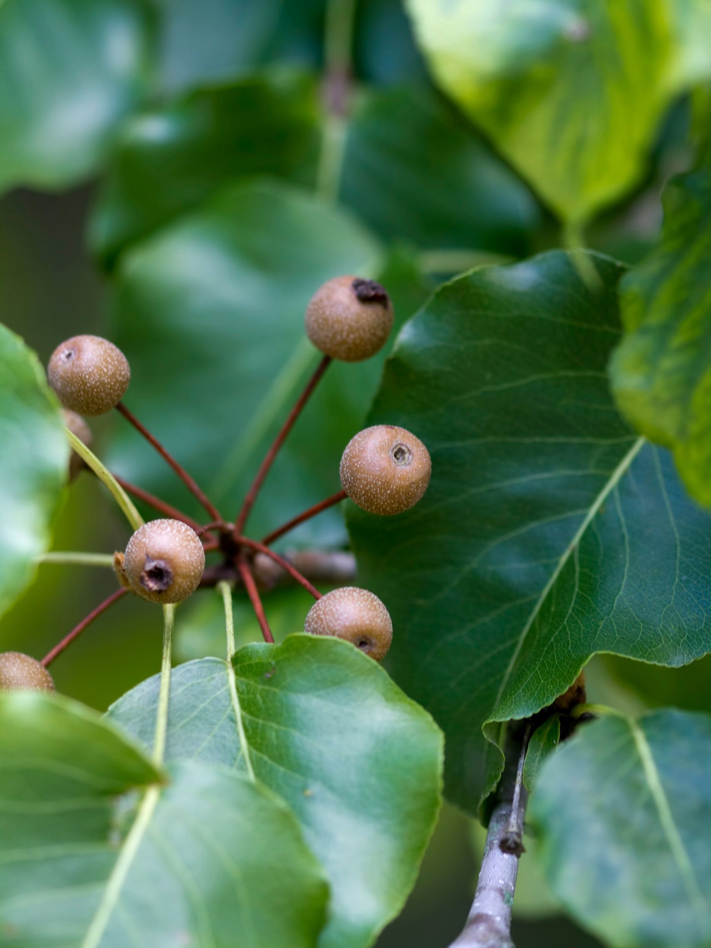 Close-up of ornamental fruit