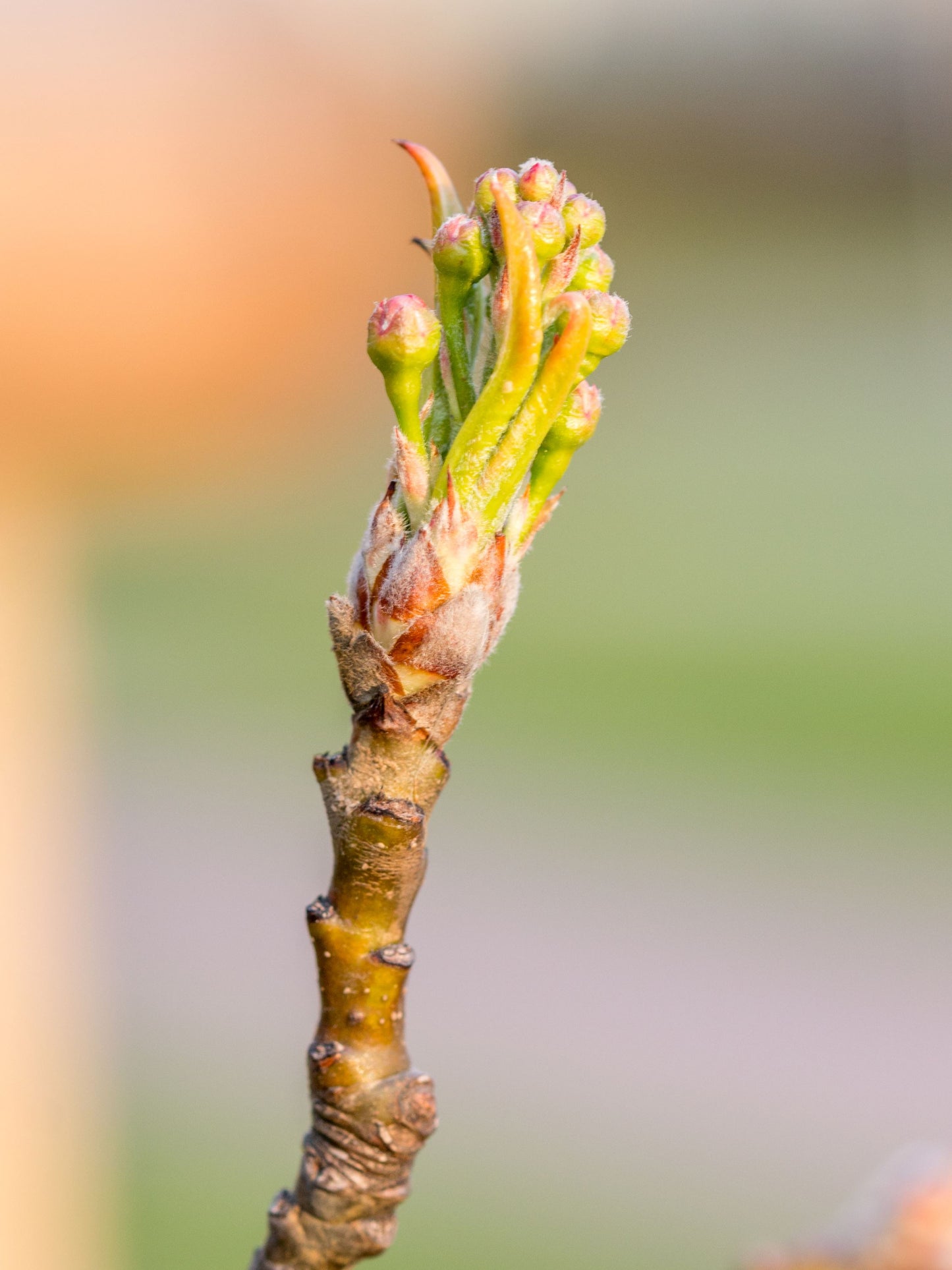 Close-up of bud