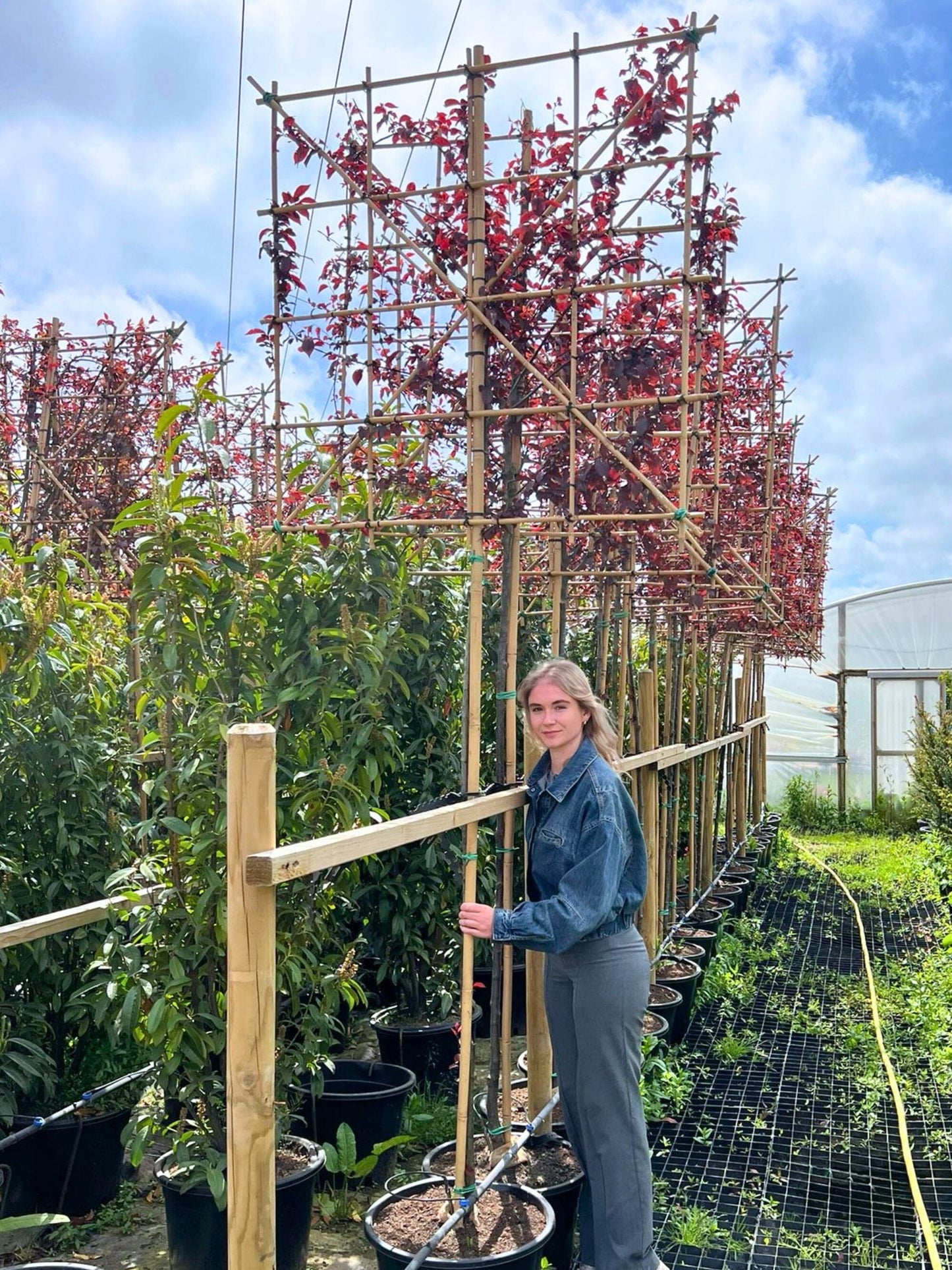 180cm / 14-16cm / 120x120cm / Freshly pleached / May
