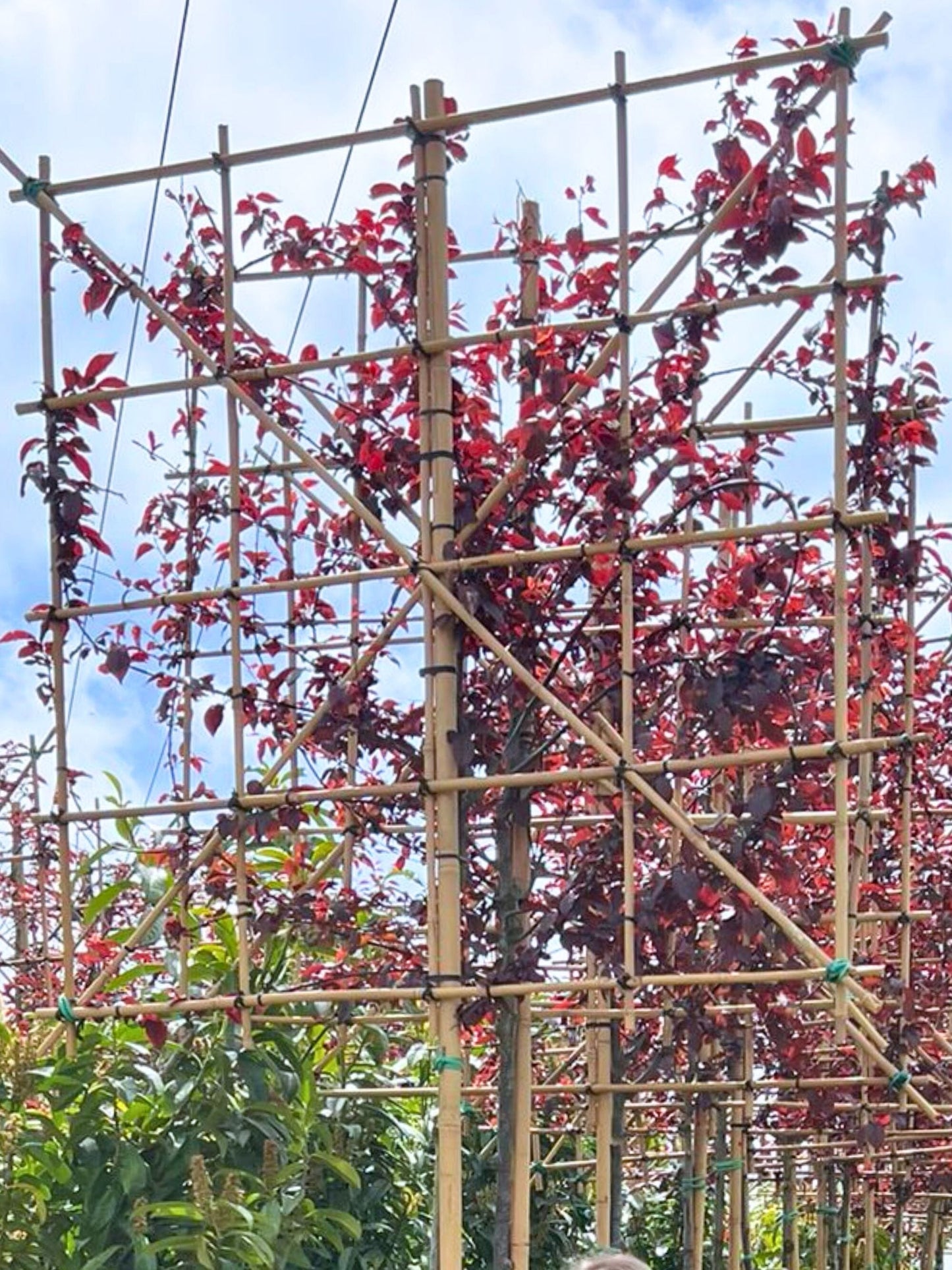 12-14cm / 120x120cm / Freshly pleached / May