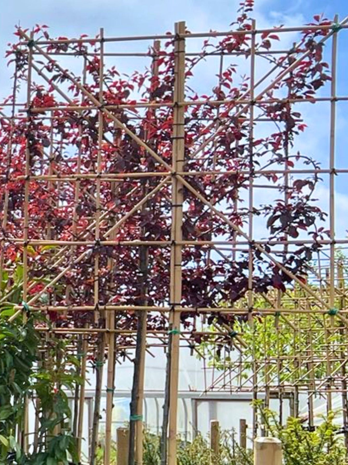 14-16cm / 120x120cm / Freshly pleached / May