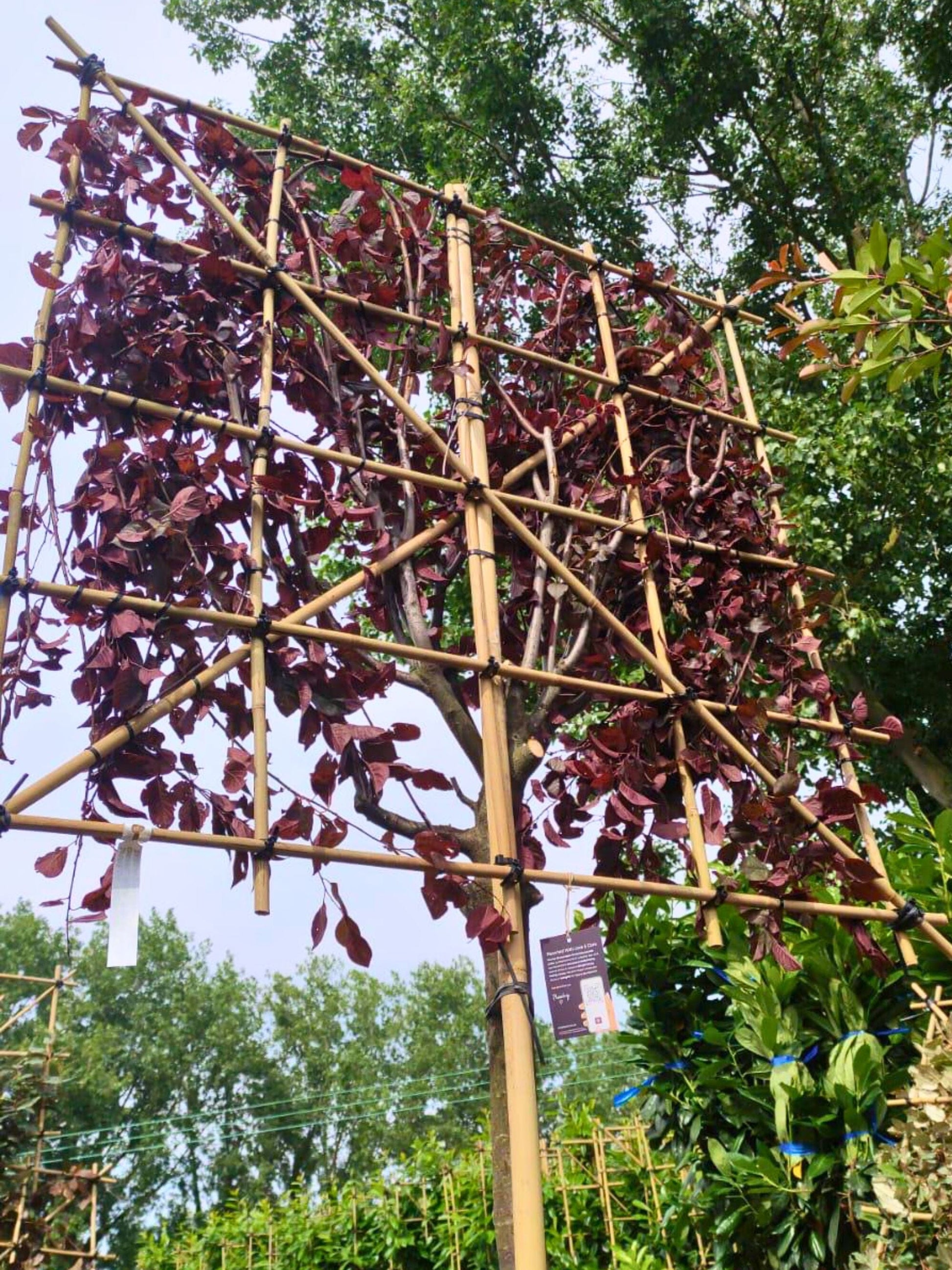 14-16cm / 120x120cm / Freshly pleached / June