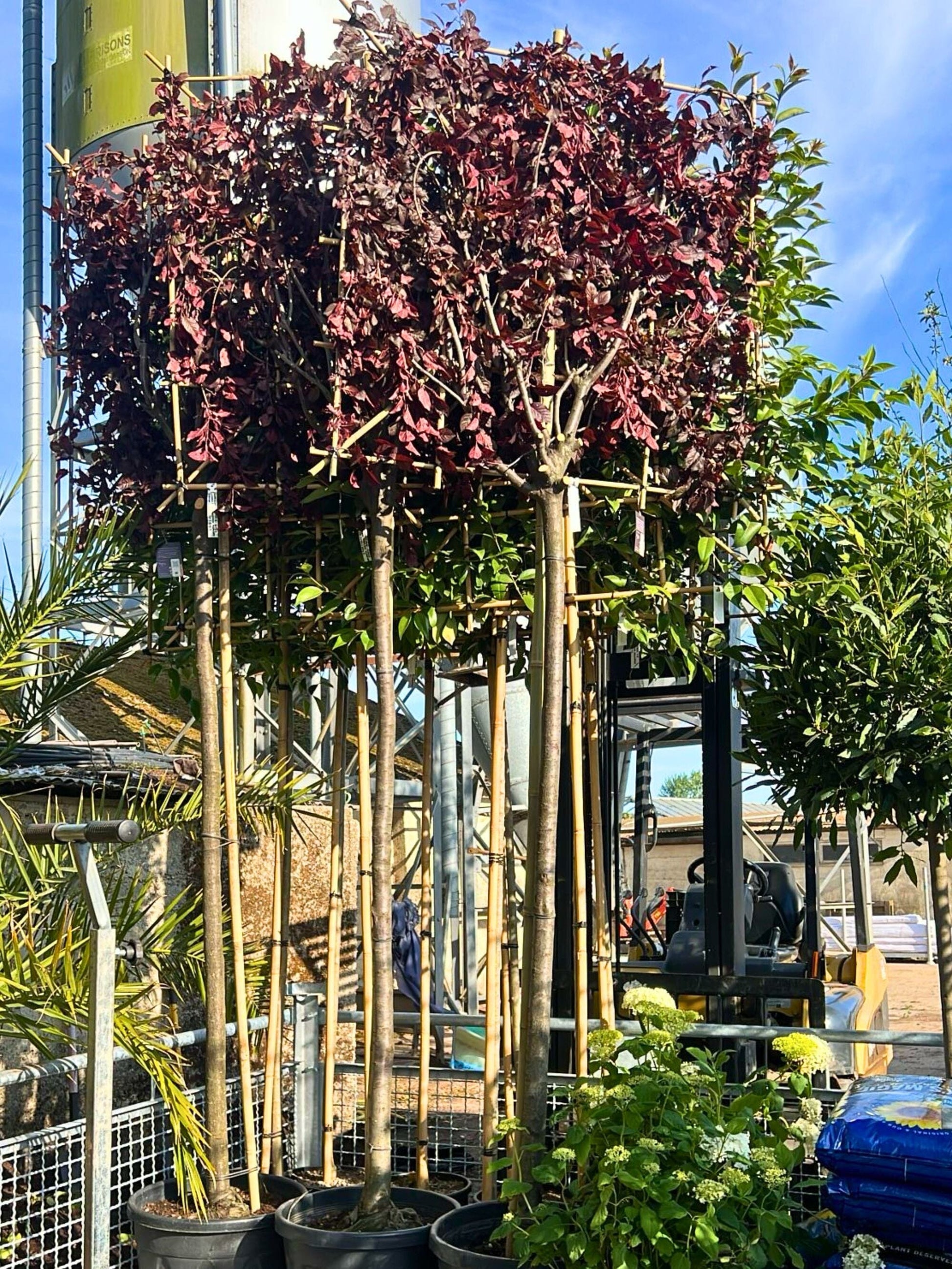 200cm / 14-16cm / 120x120cm / Freshly pleached / June
