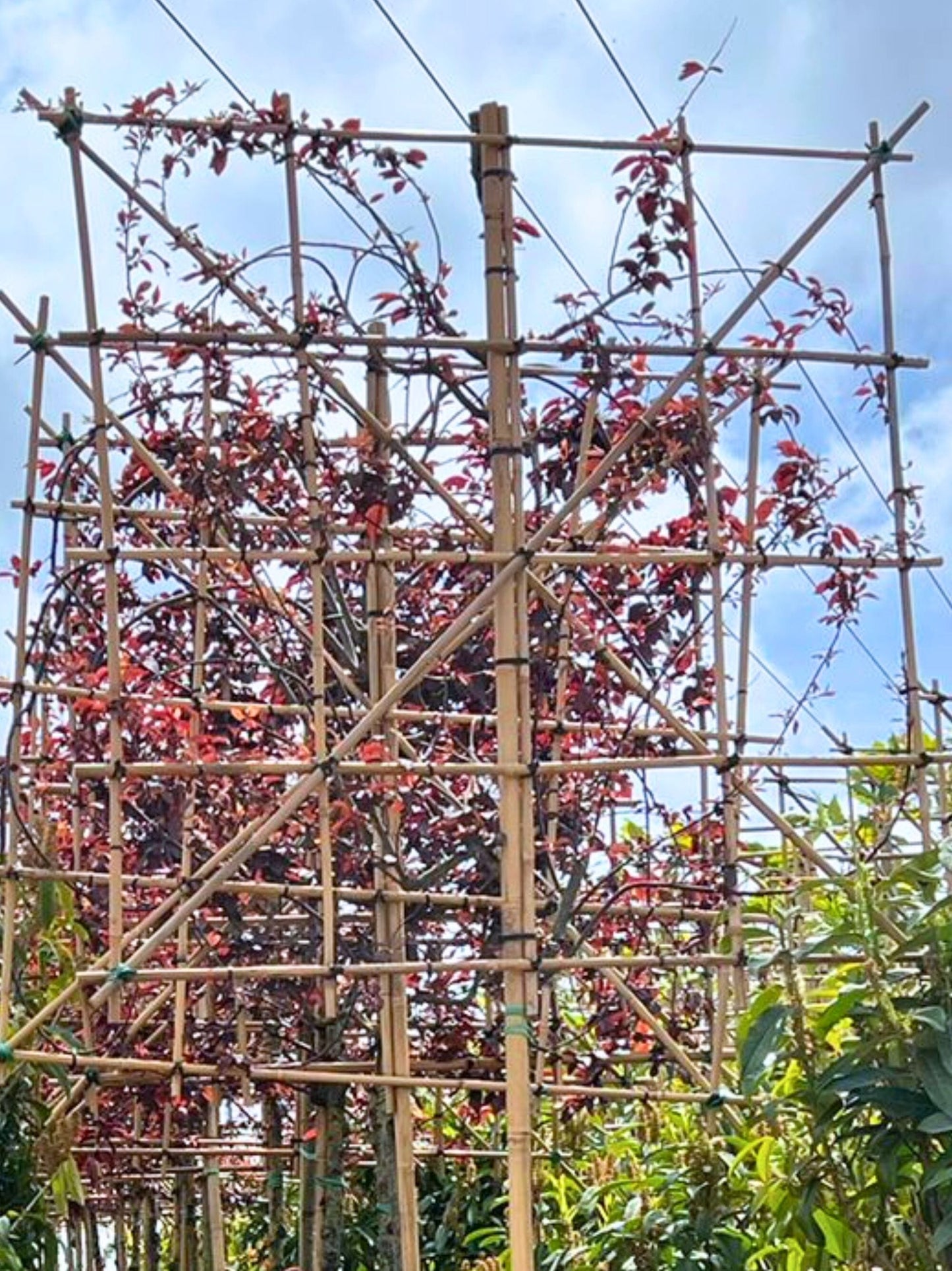 10-12cm / 120x120cm / Freshly pleached / May
