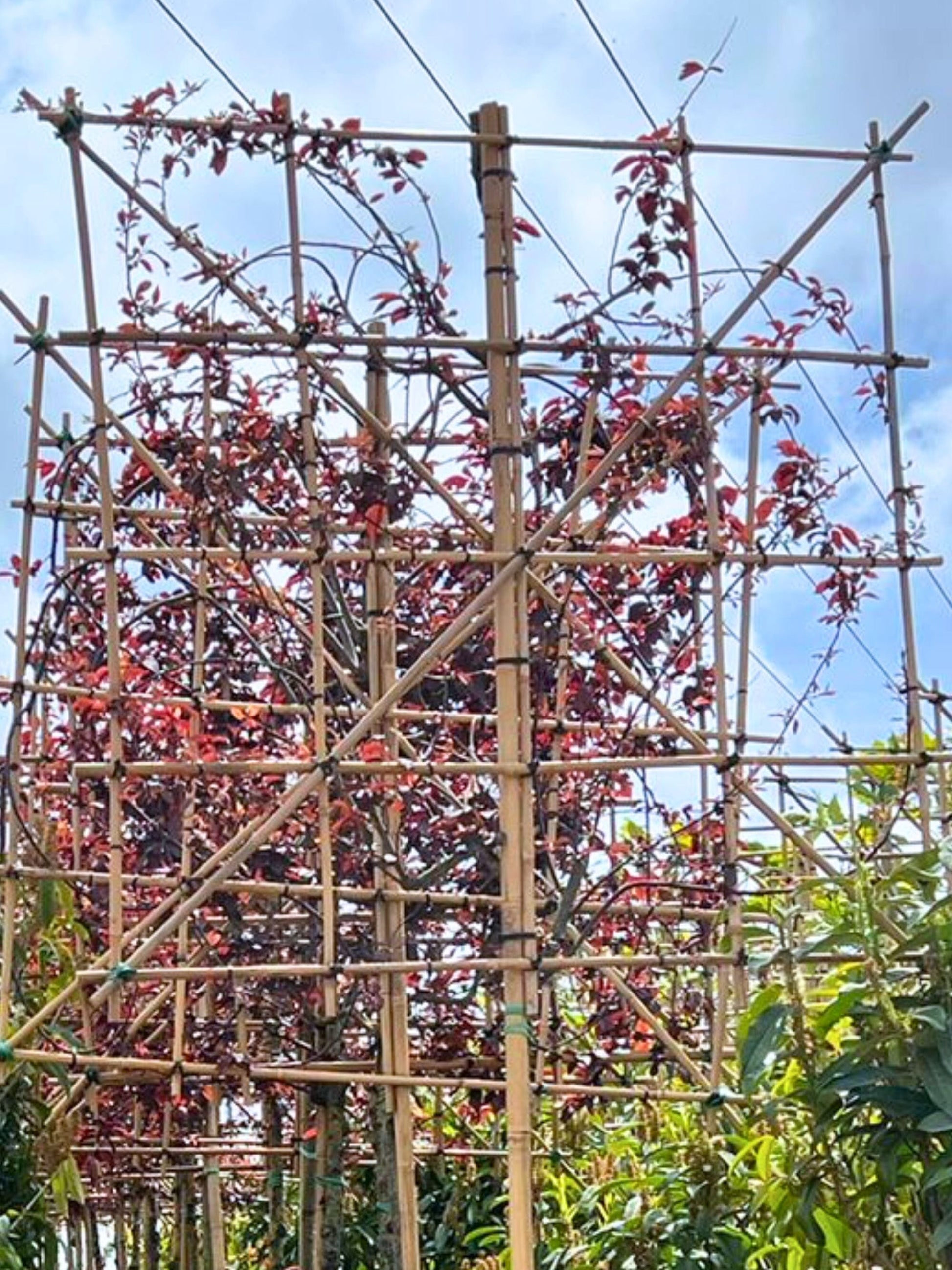 10-12cm / 120x120cm / Freshly pleached / May
