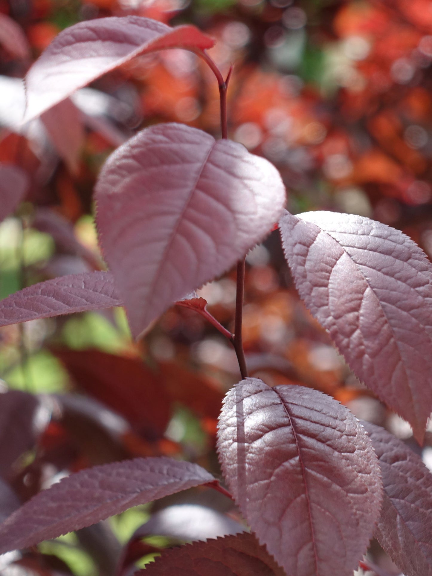 Close-up of foliage
