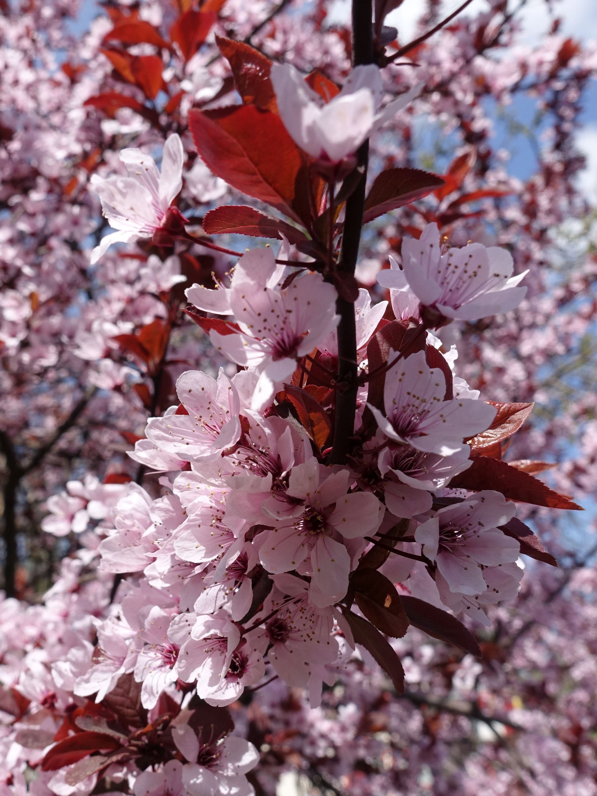 Close-up of flowers