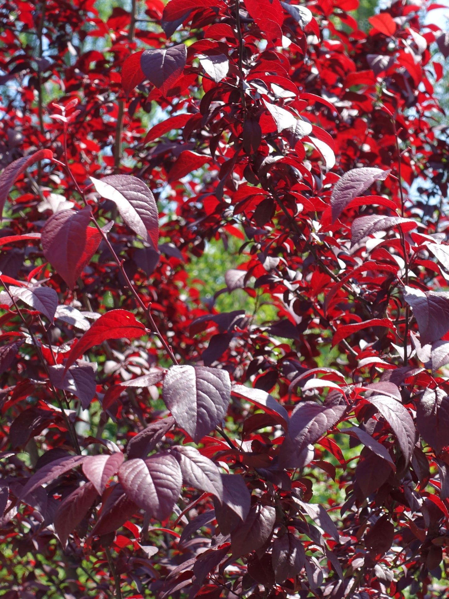 Close-up of foliage