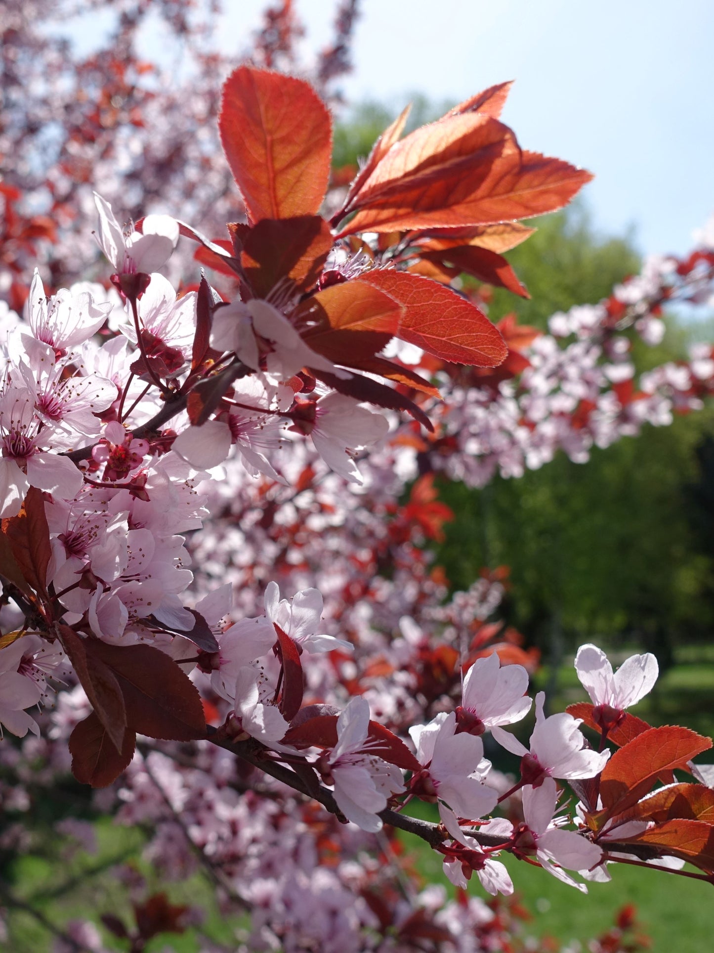 Close-up of flowers and foliage
