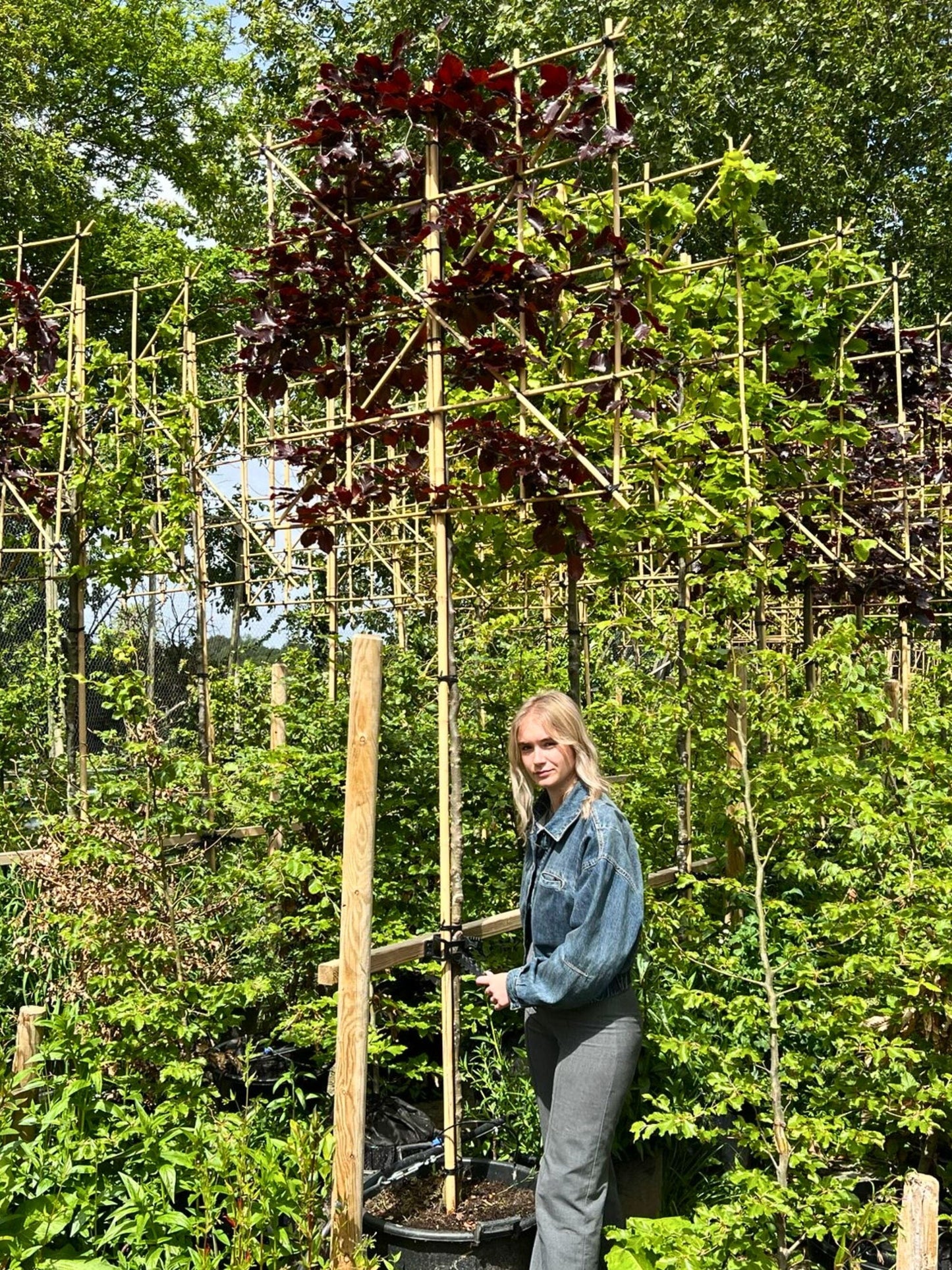 180cm / 12-14cm / 120x120cm / Freshly pleached / May