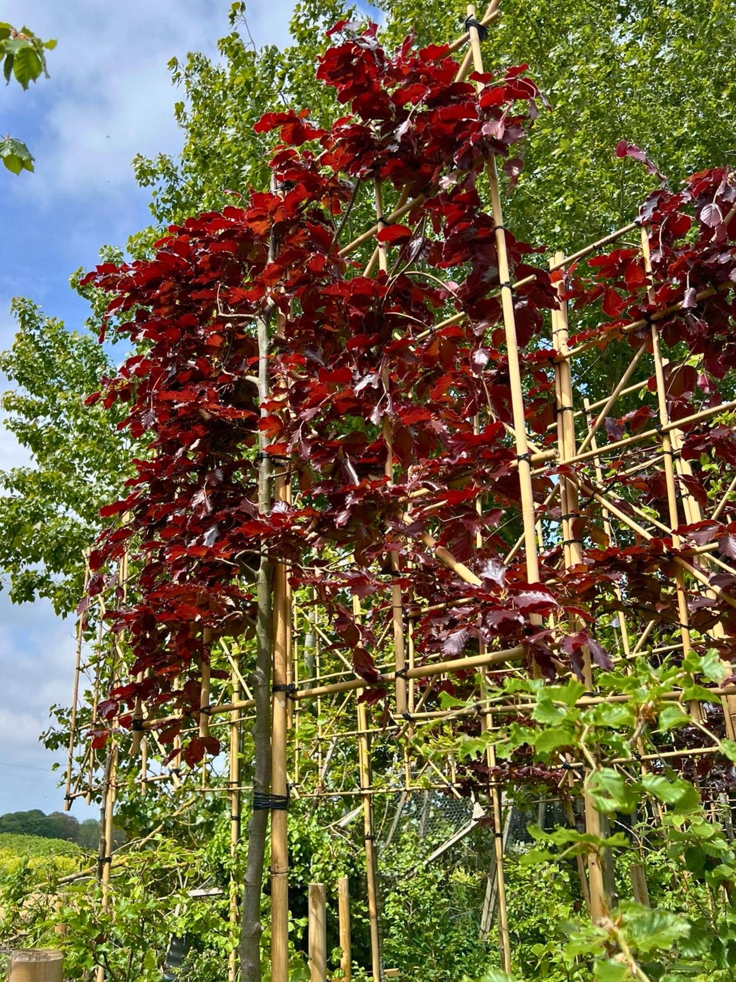 180cm / 12-14cm / 120x120cm / Freshly pleached / May