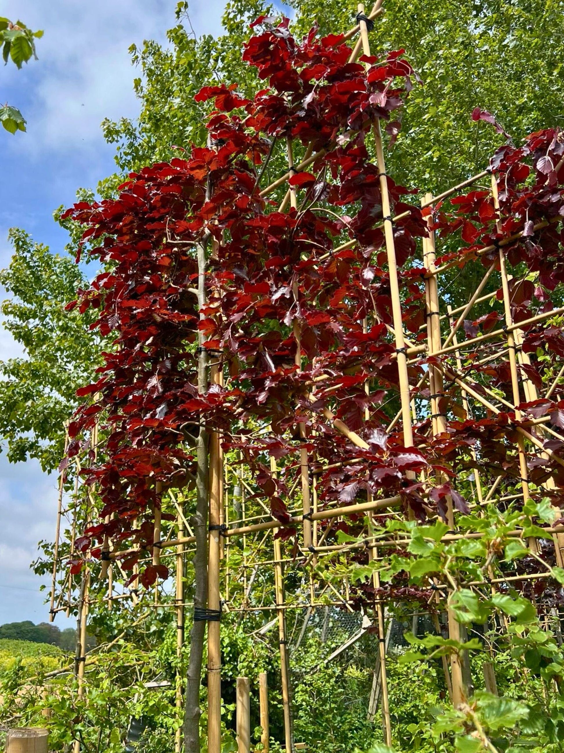 180cm / 12-14cm / 120x120cm / Freshly pleached / May