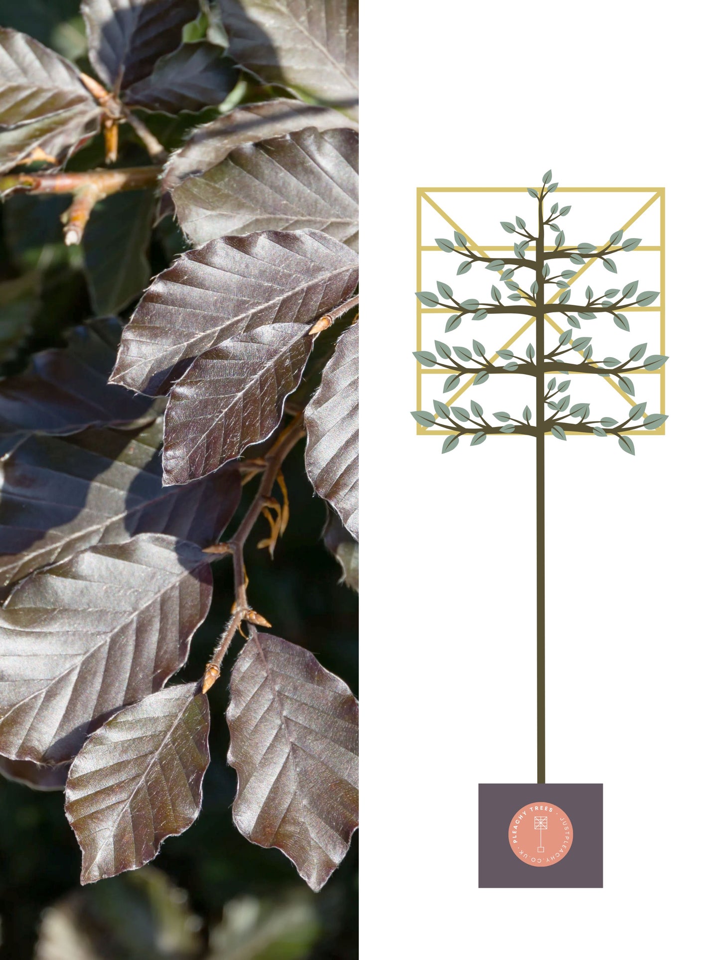 Illustration of 150cm / 8-10cm / 120x120cm / With growth