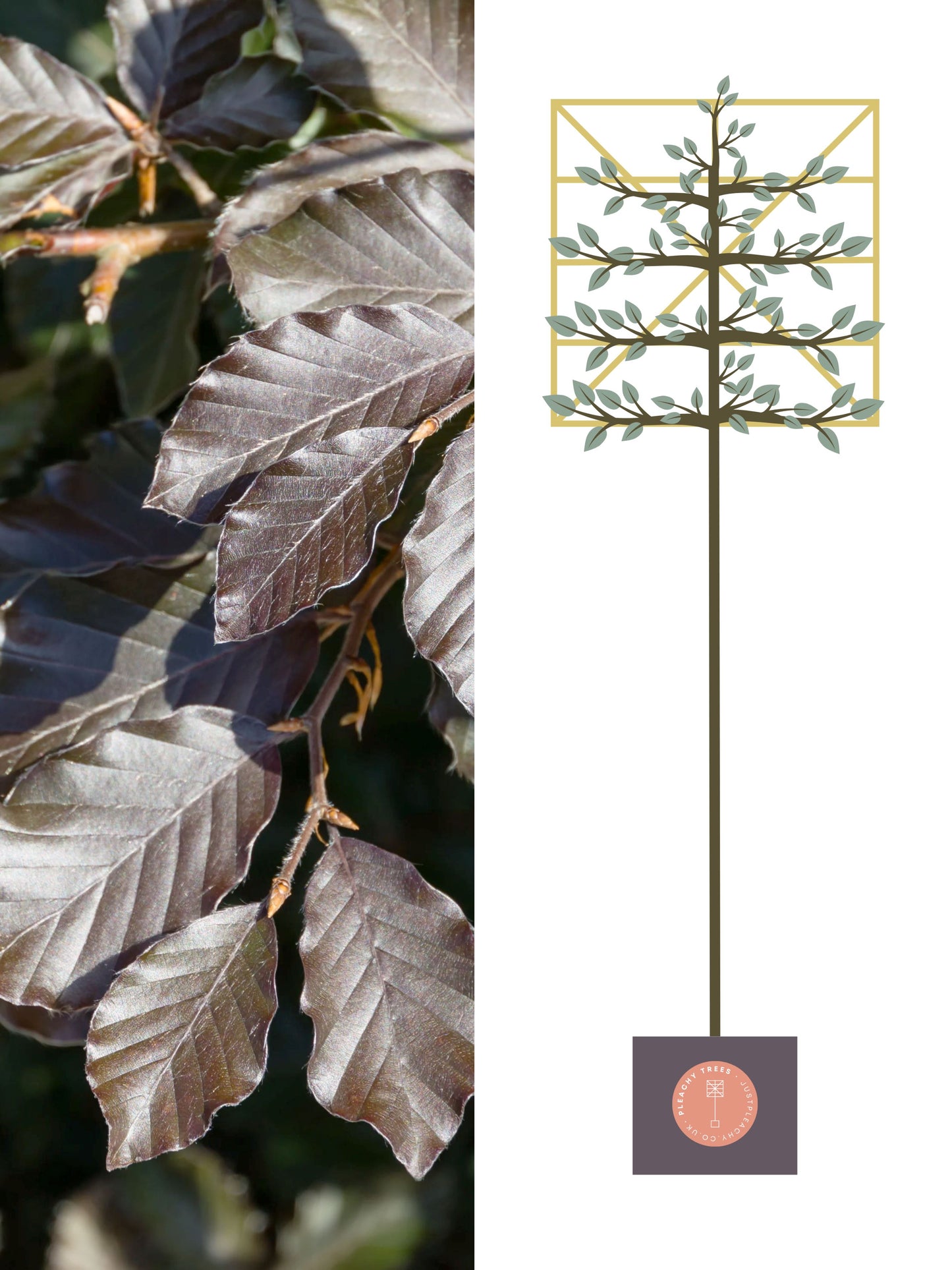 Illustration of 200cm / 8-10cm / 120x120cm / With growth