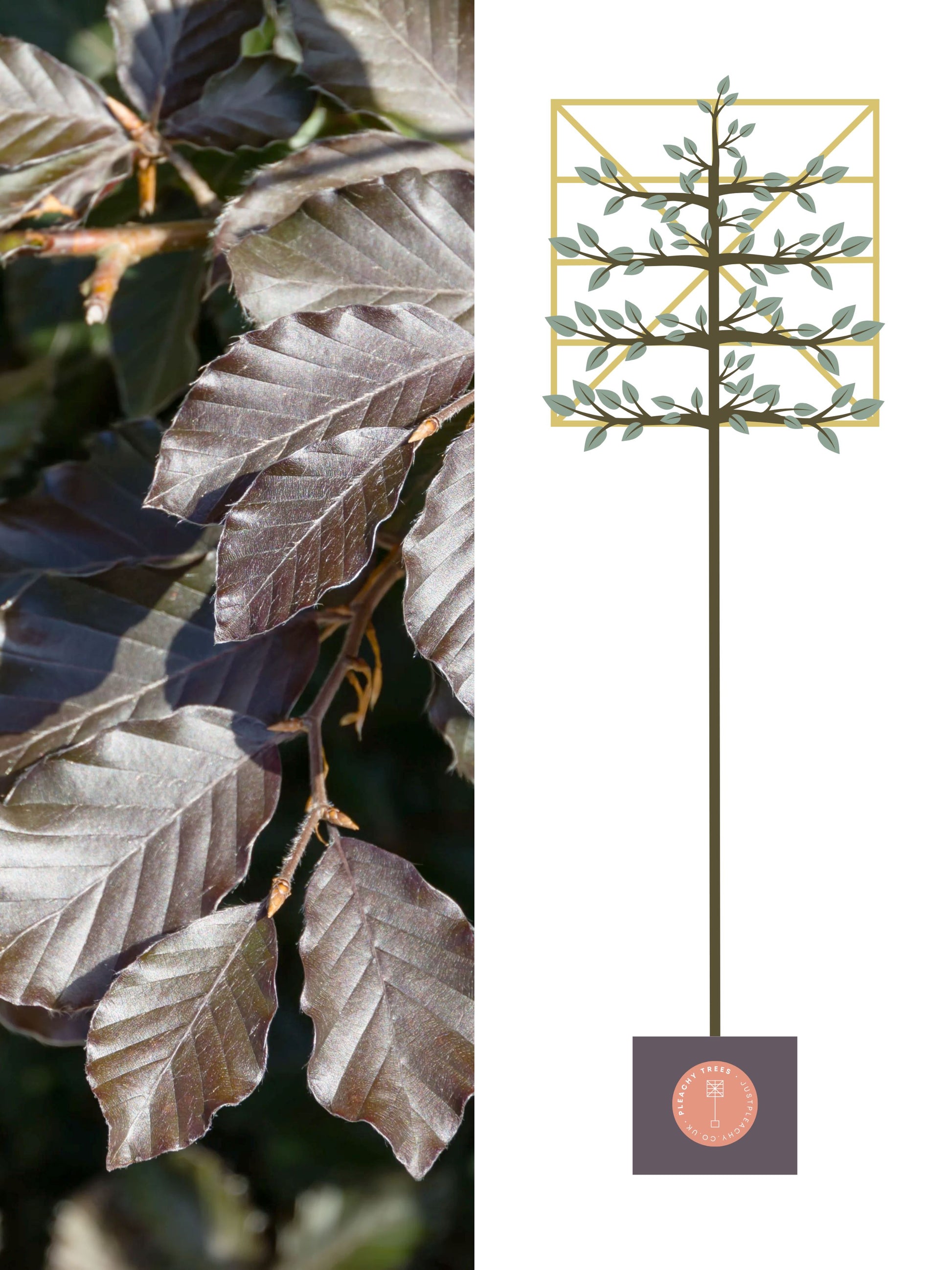 Illustration of 200cm / 8-10cm / 120x120cm / With growth
