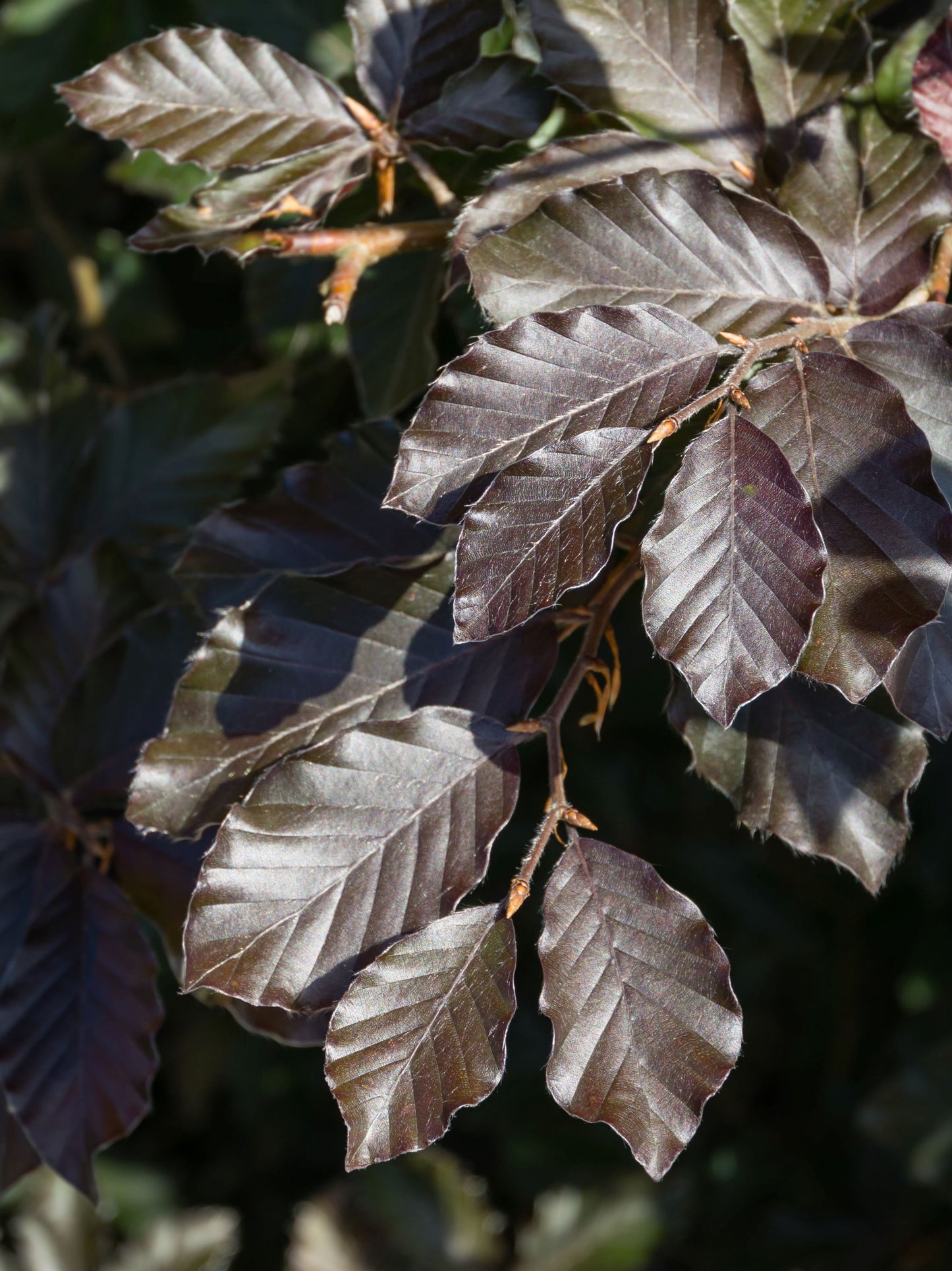 Close-up of foliage