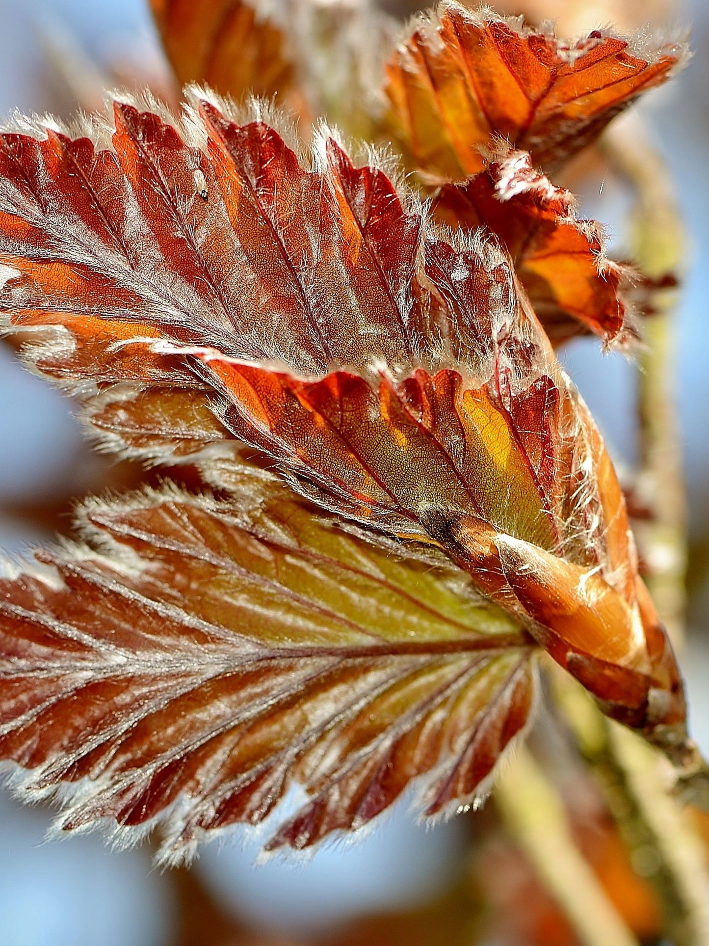Close-up of new foliage