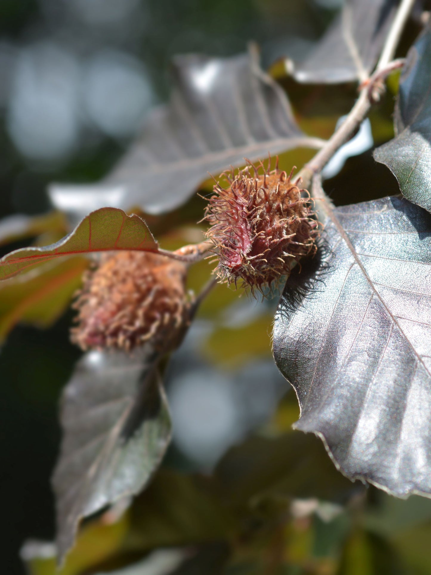 Close-up of foliage