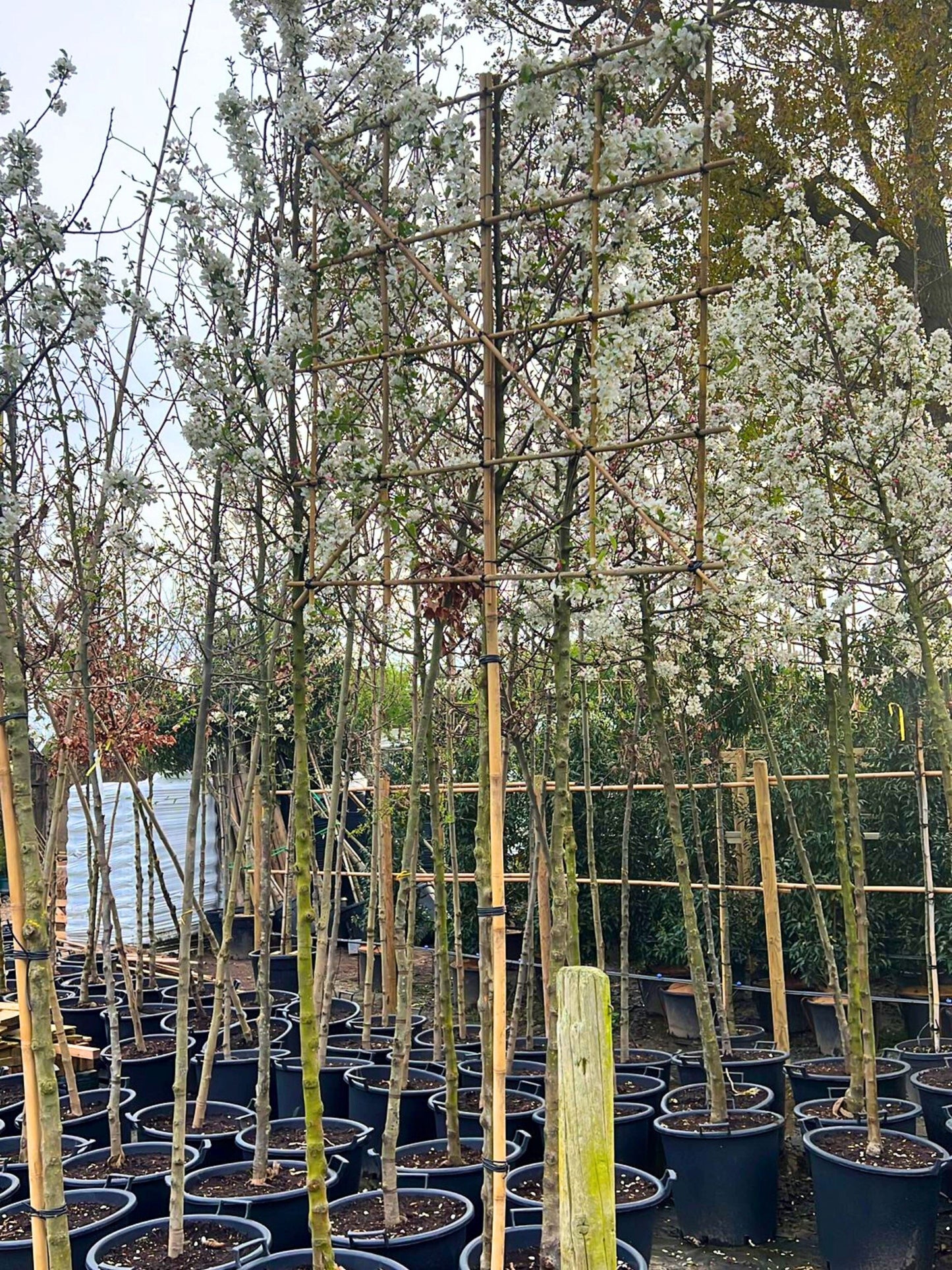 180cm / 12-14cm / 120x120cm / Freshly pleached / April