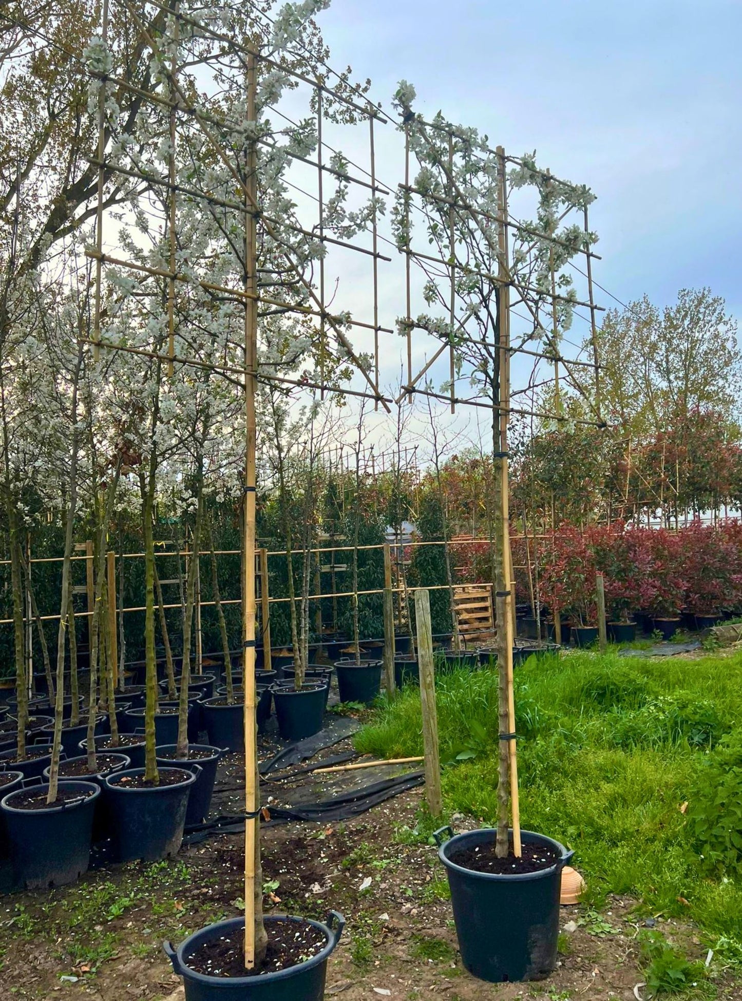 180cm / 12-14cm / 120x120cm / Freshly pleached / April