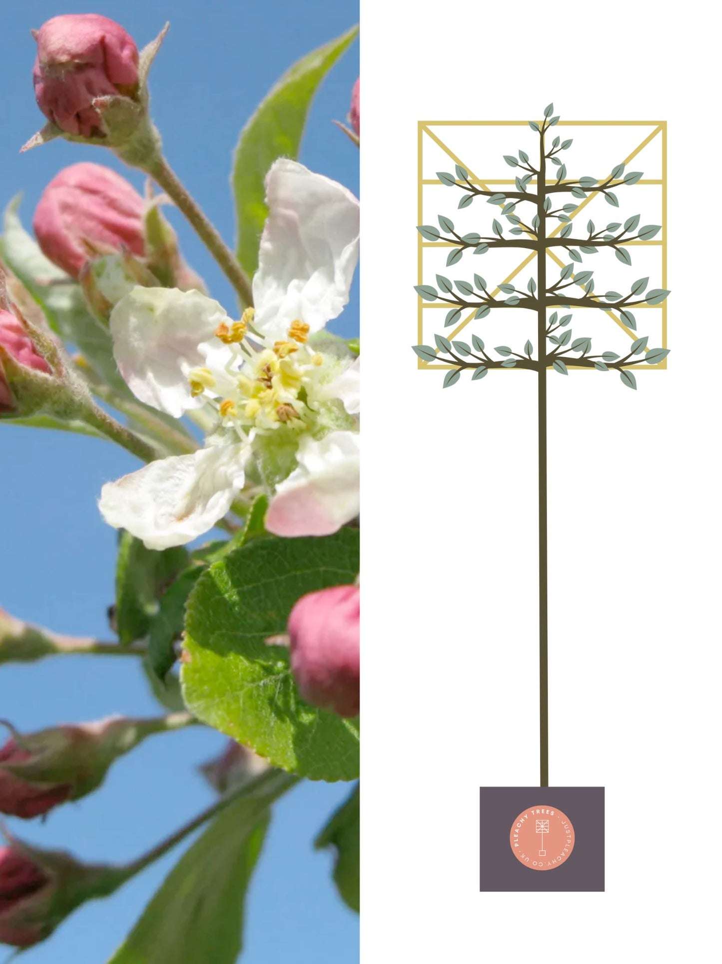 Illustration of 180cm / 8-10cm / 120x120cm / With growth