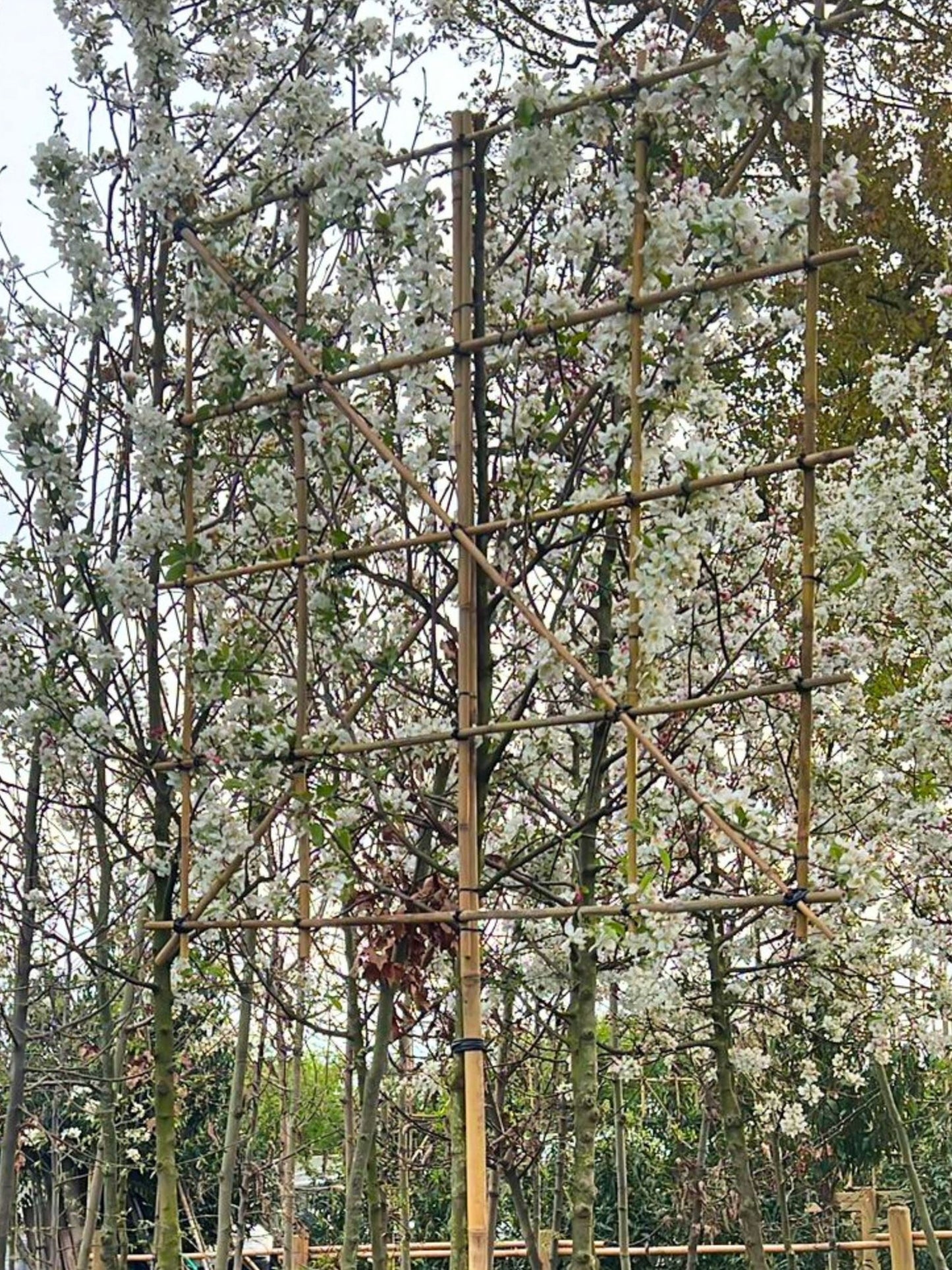 12-14cm / 120x120cm / Freshly pleached / April