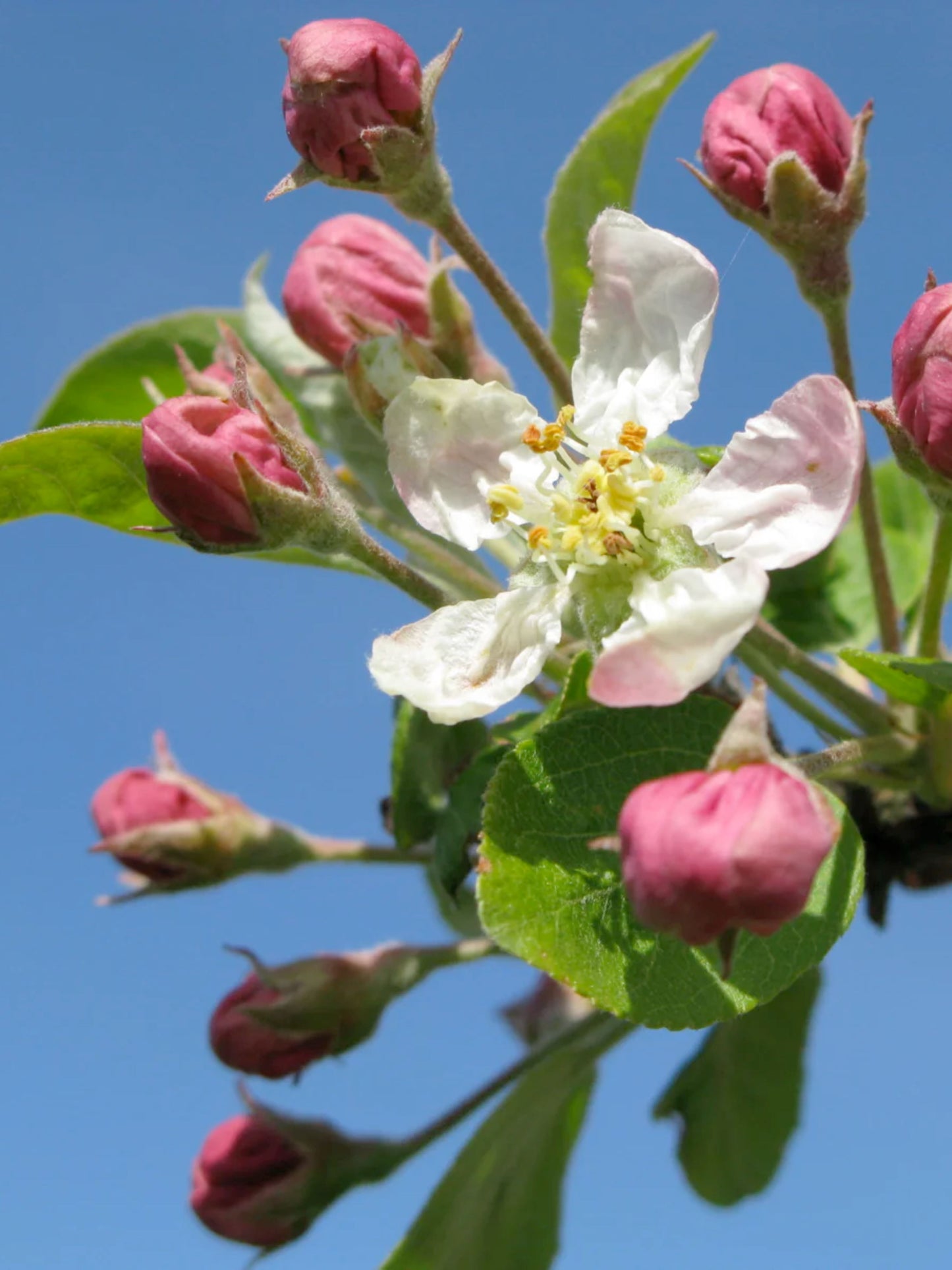 Close-up of flower