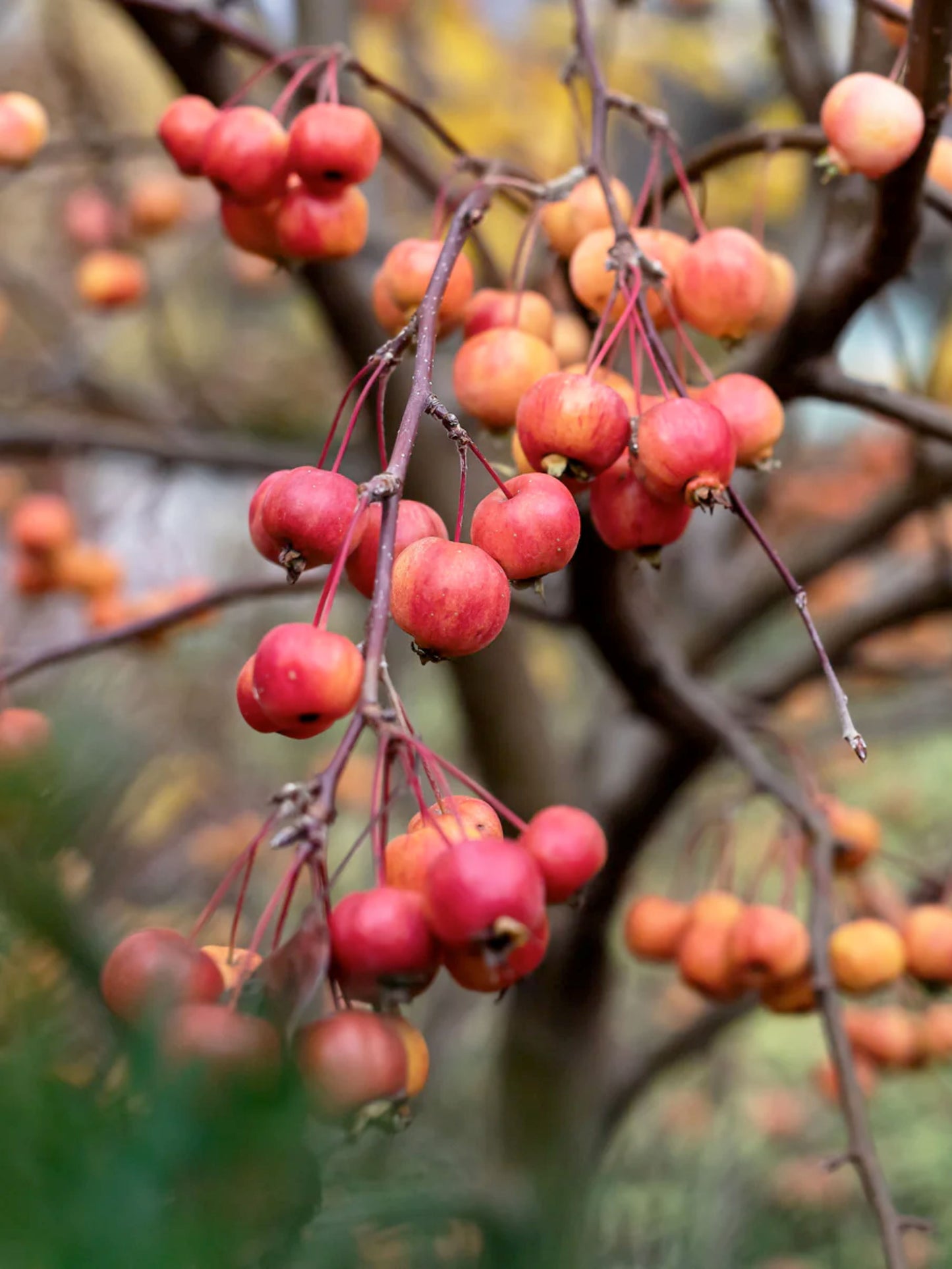 Close-up of ornamental fruit in autumn