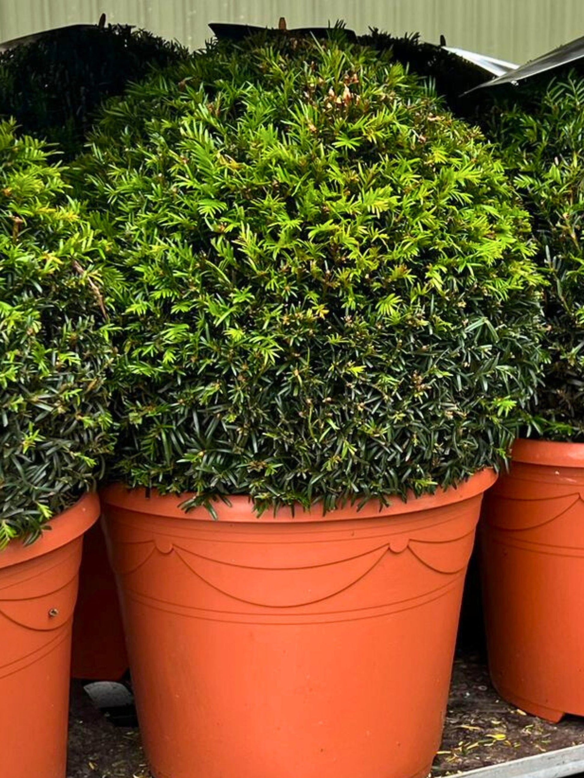 English Yew Ball | 40cm