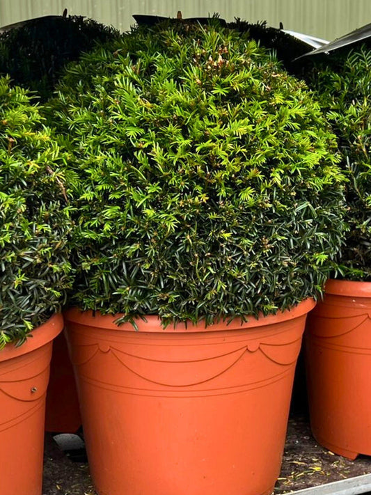 English Yew Ball | 40cm