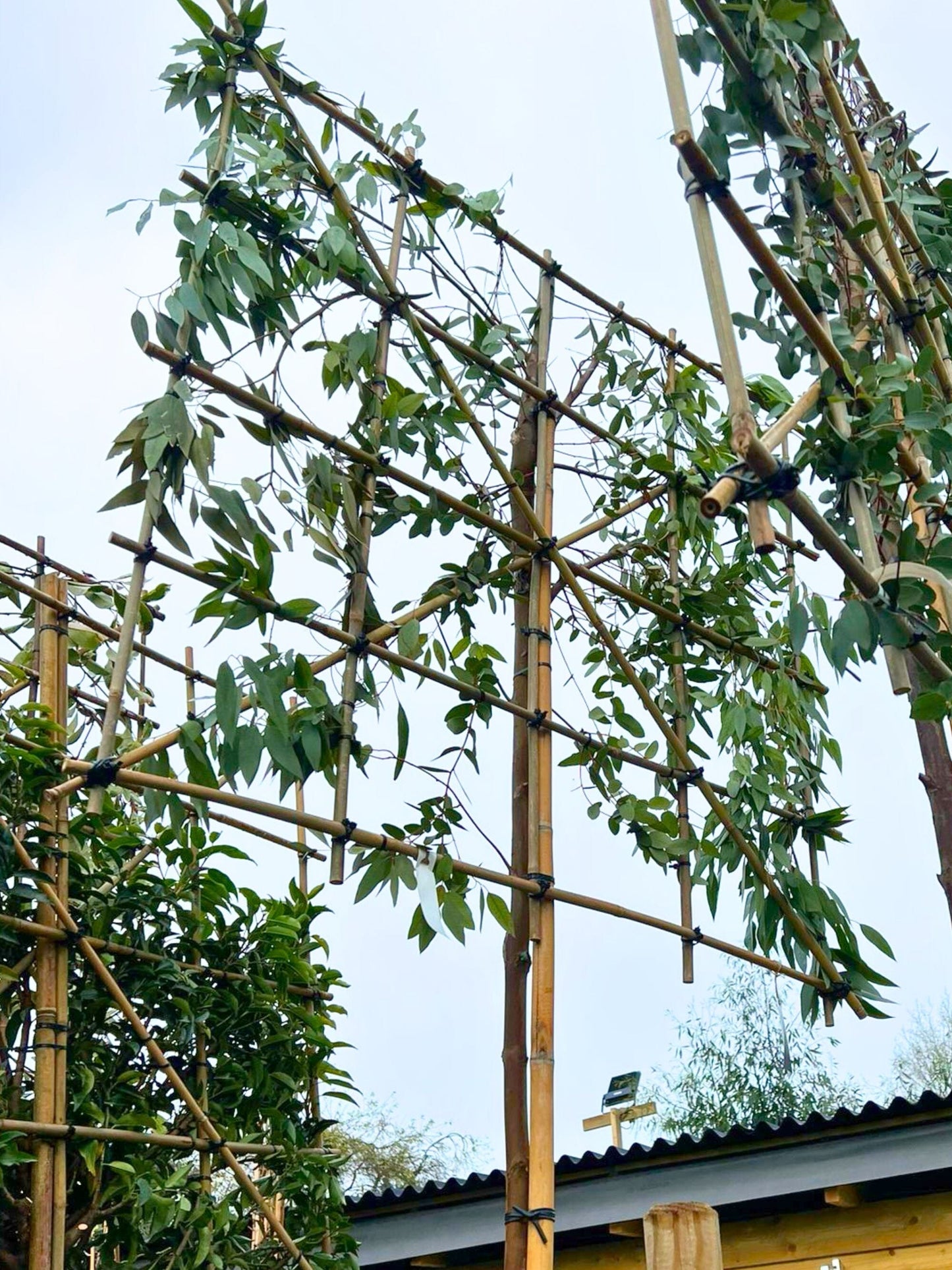 10-12cm / 120x120cm / Freshly pleached / December