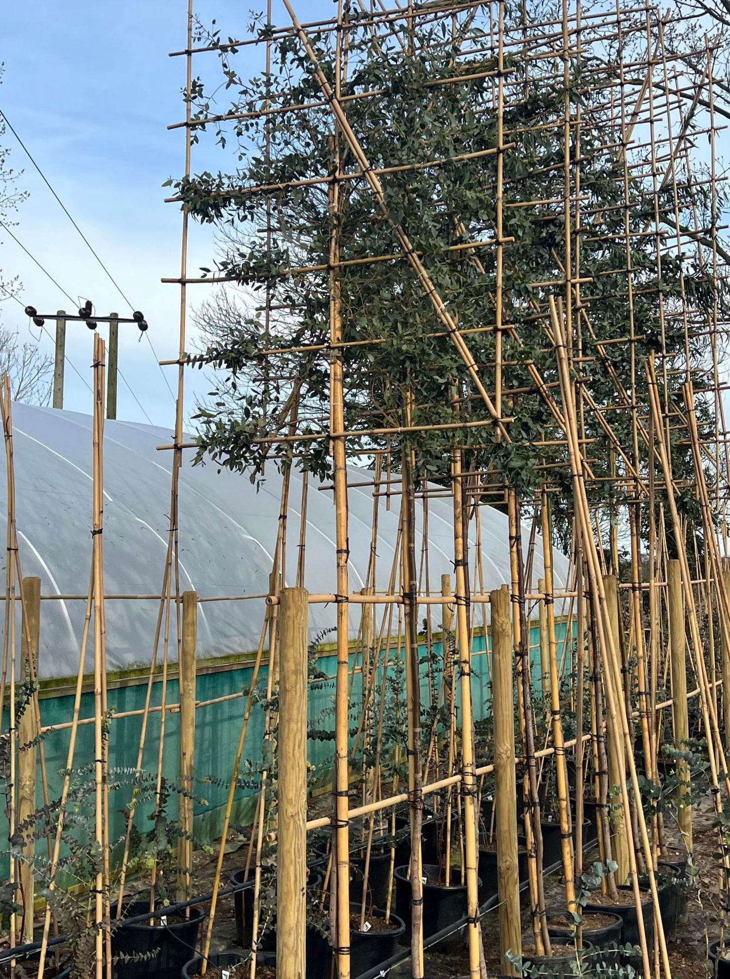 200cm / 12-14cm / 120x120cm / Freshly pleached / April