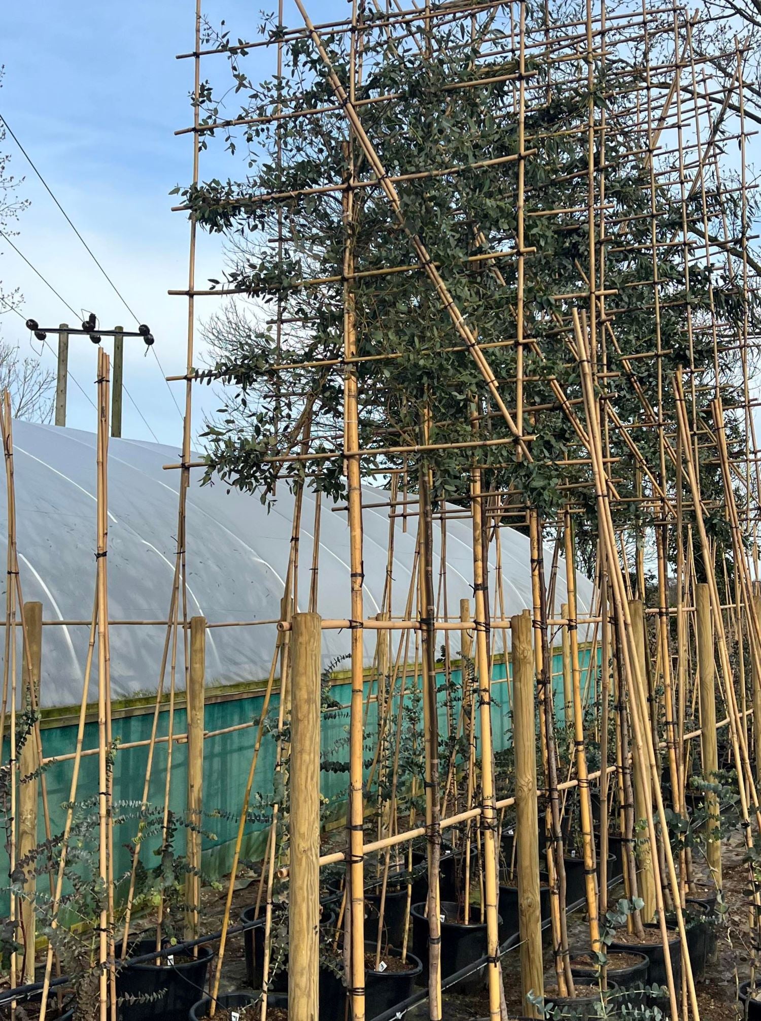 200cm / 12-14cm  / 120x120cm / Freshly pleached / April