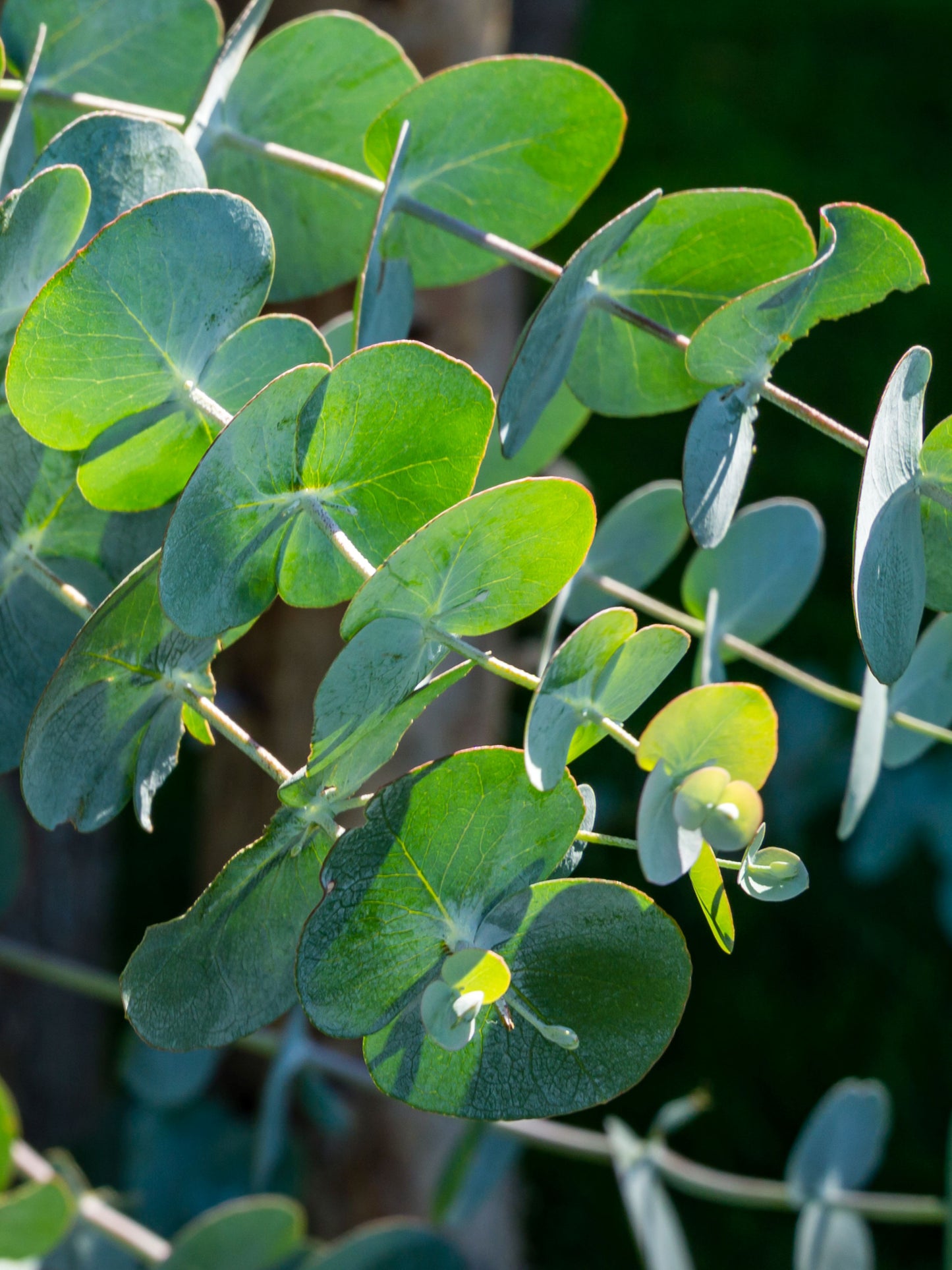 Close-up of foliage - juvenile leaves