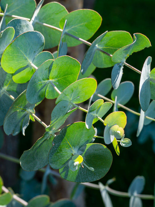 Close-up of foliage - juvenile leaves